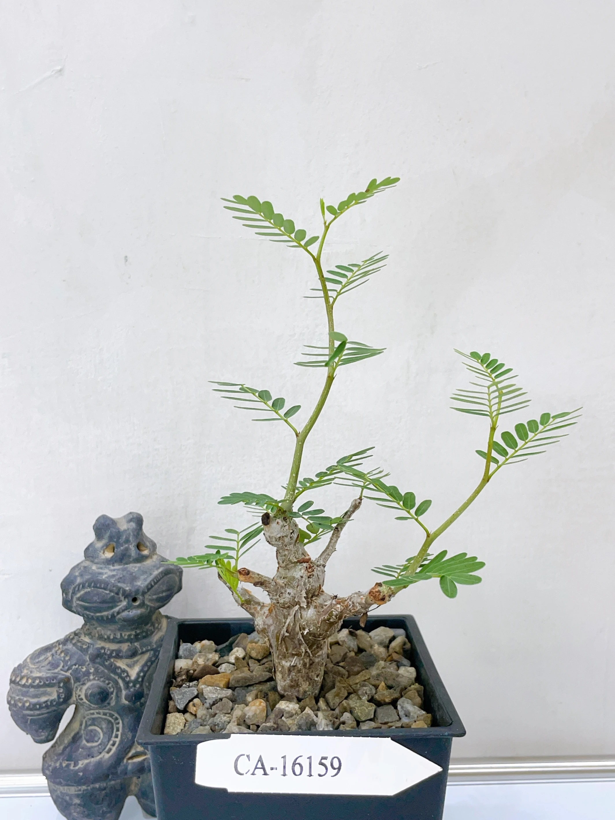 沙漠蘇木 Senna meridionalis CA-16159