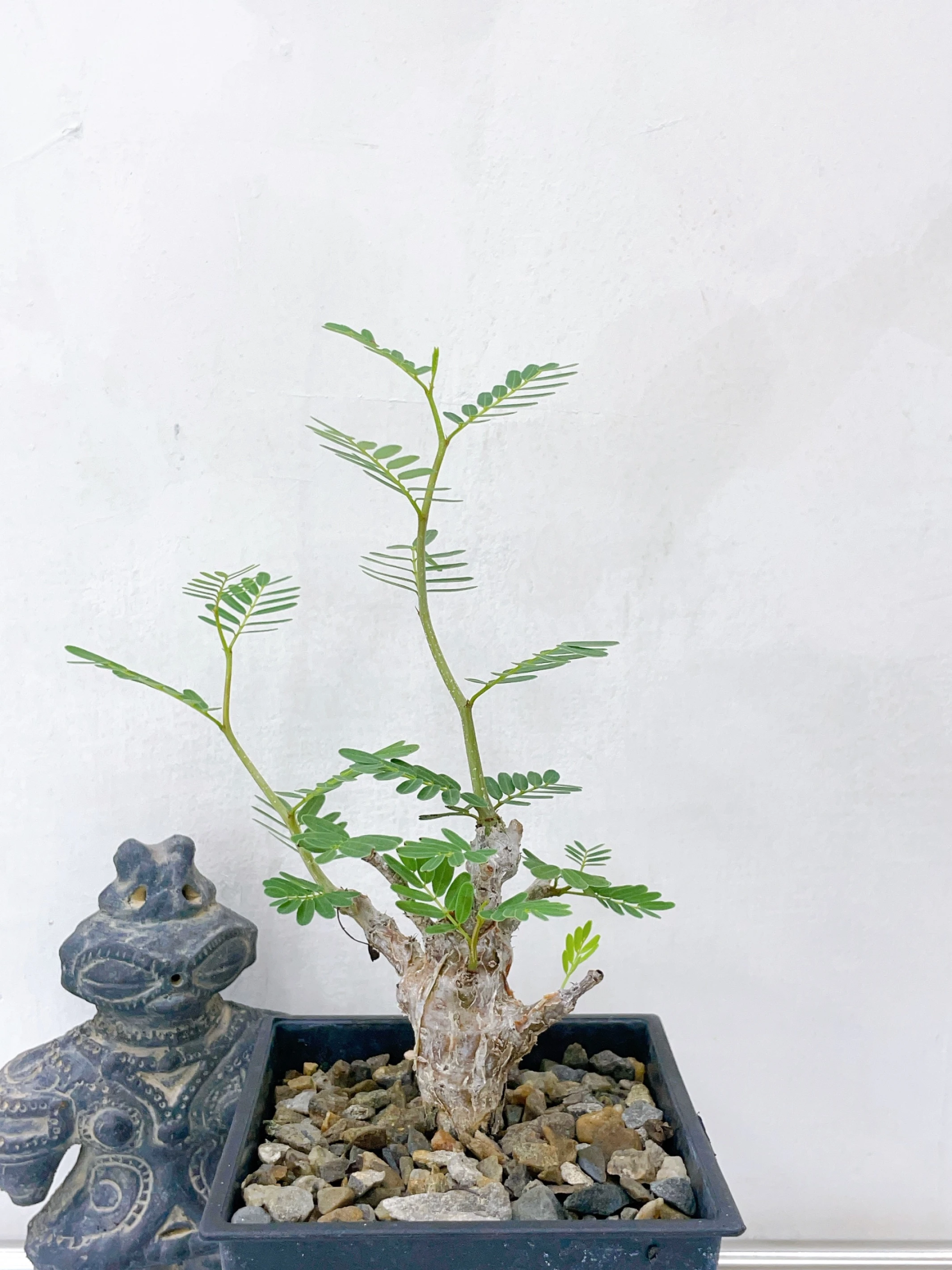 沙漠蘇木 Senna meridionalis CA-16159