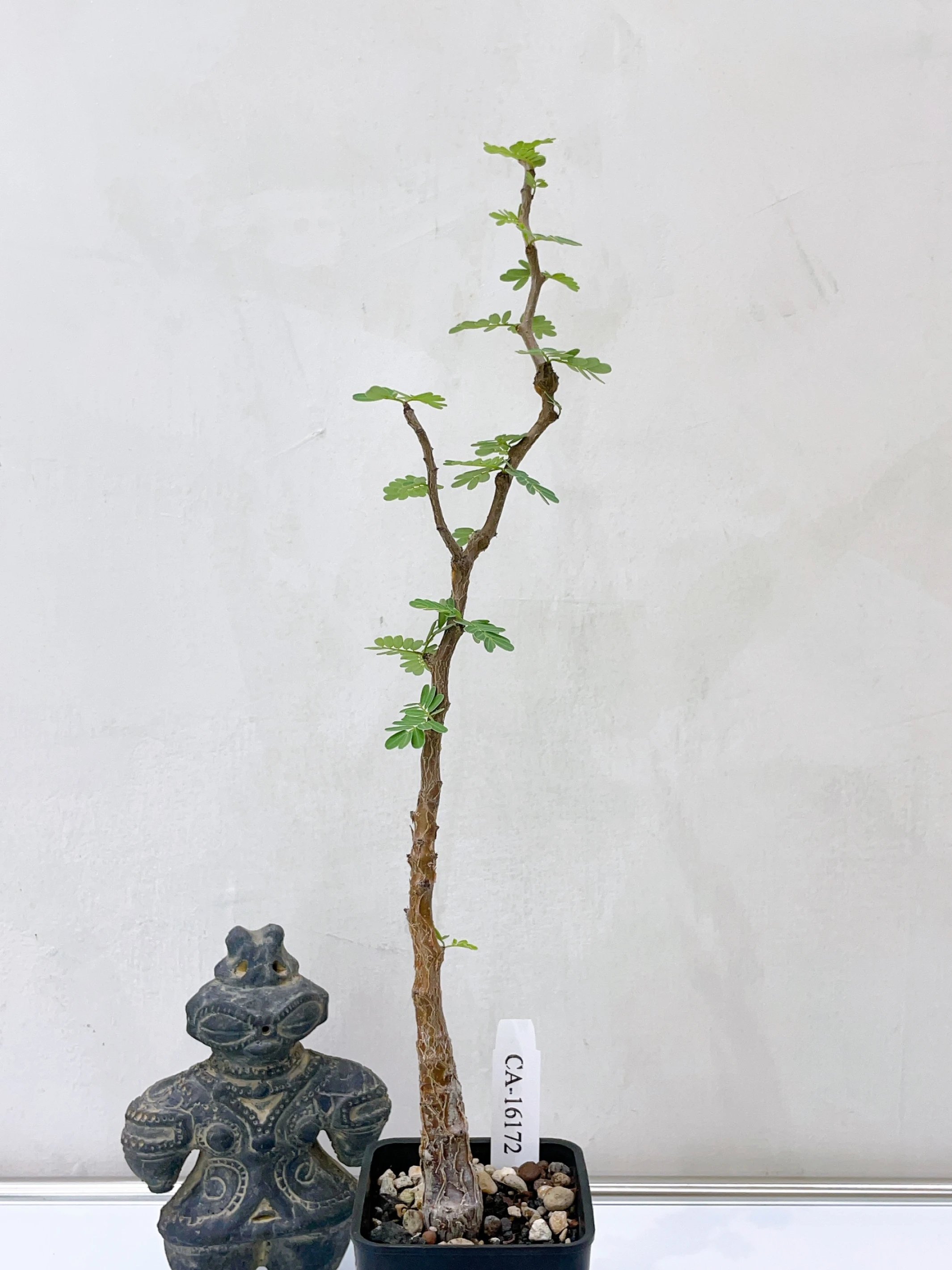沙漠蘇木 Senna meridionalis CA-16172