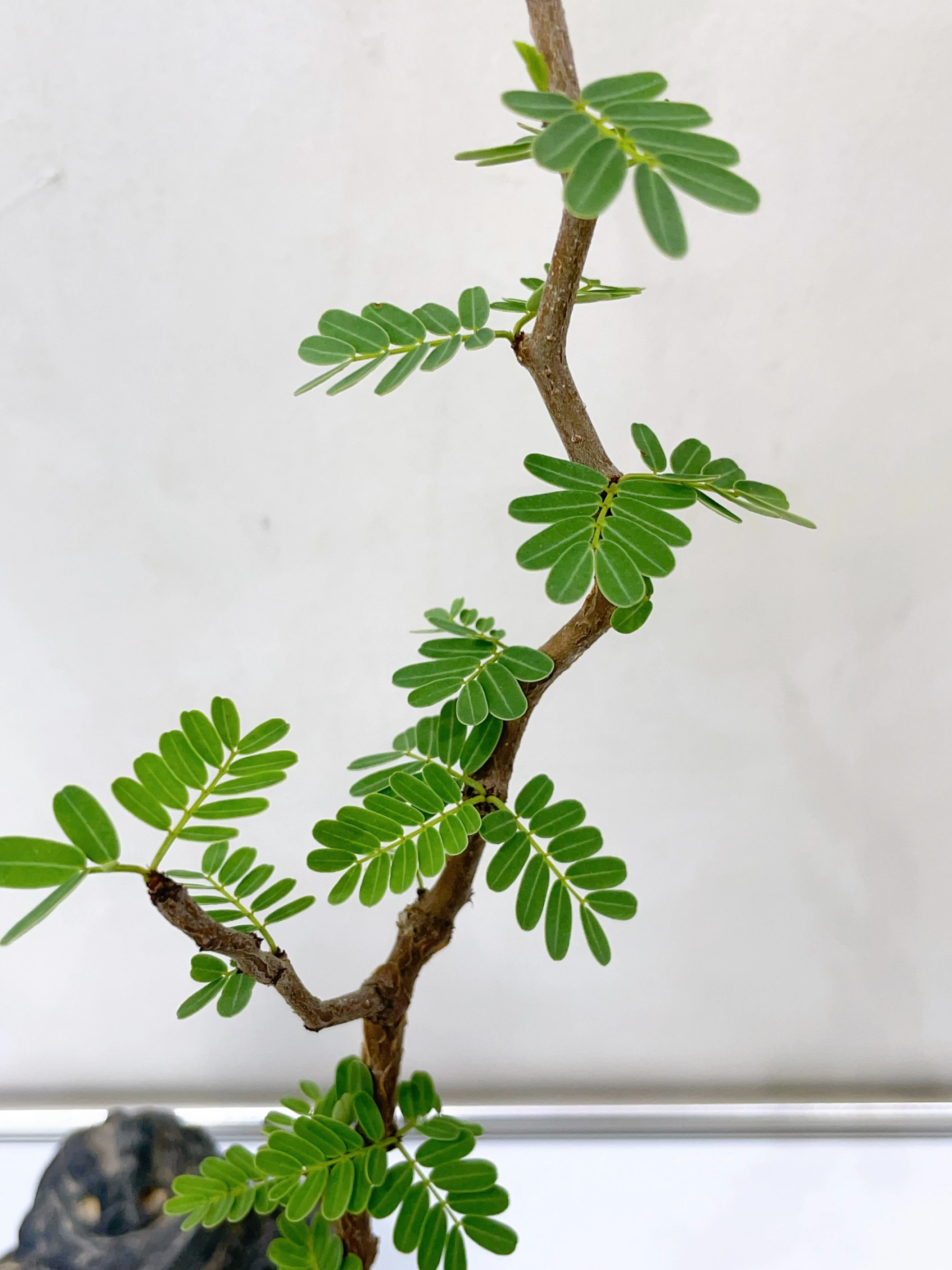沙漠蘇木 Senna meridionalis CA-16172