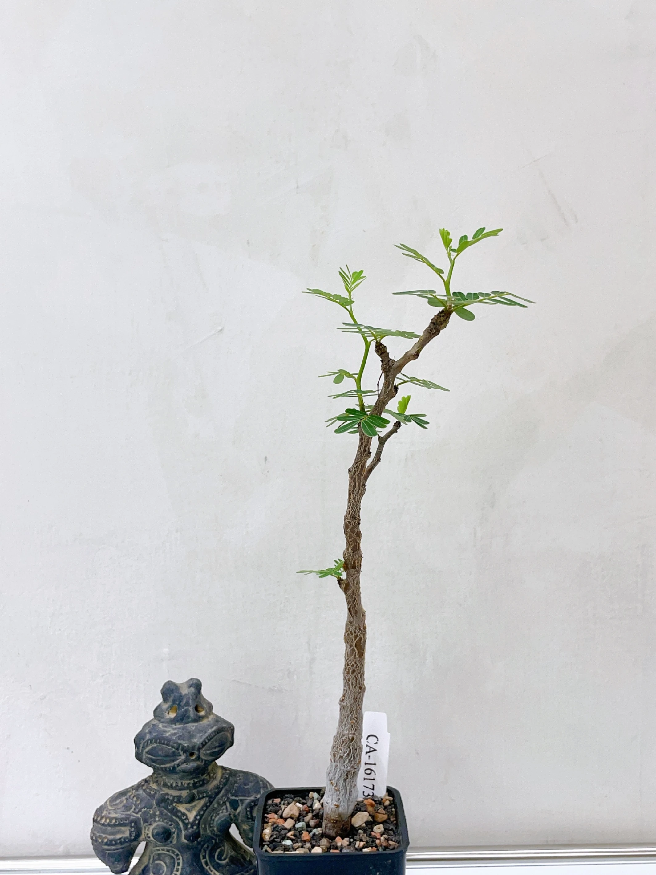 沙漠蘇木 Senna meridionalis CA-16173