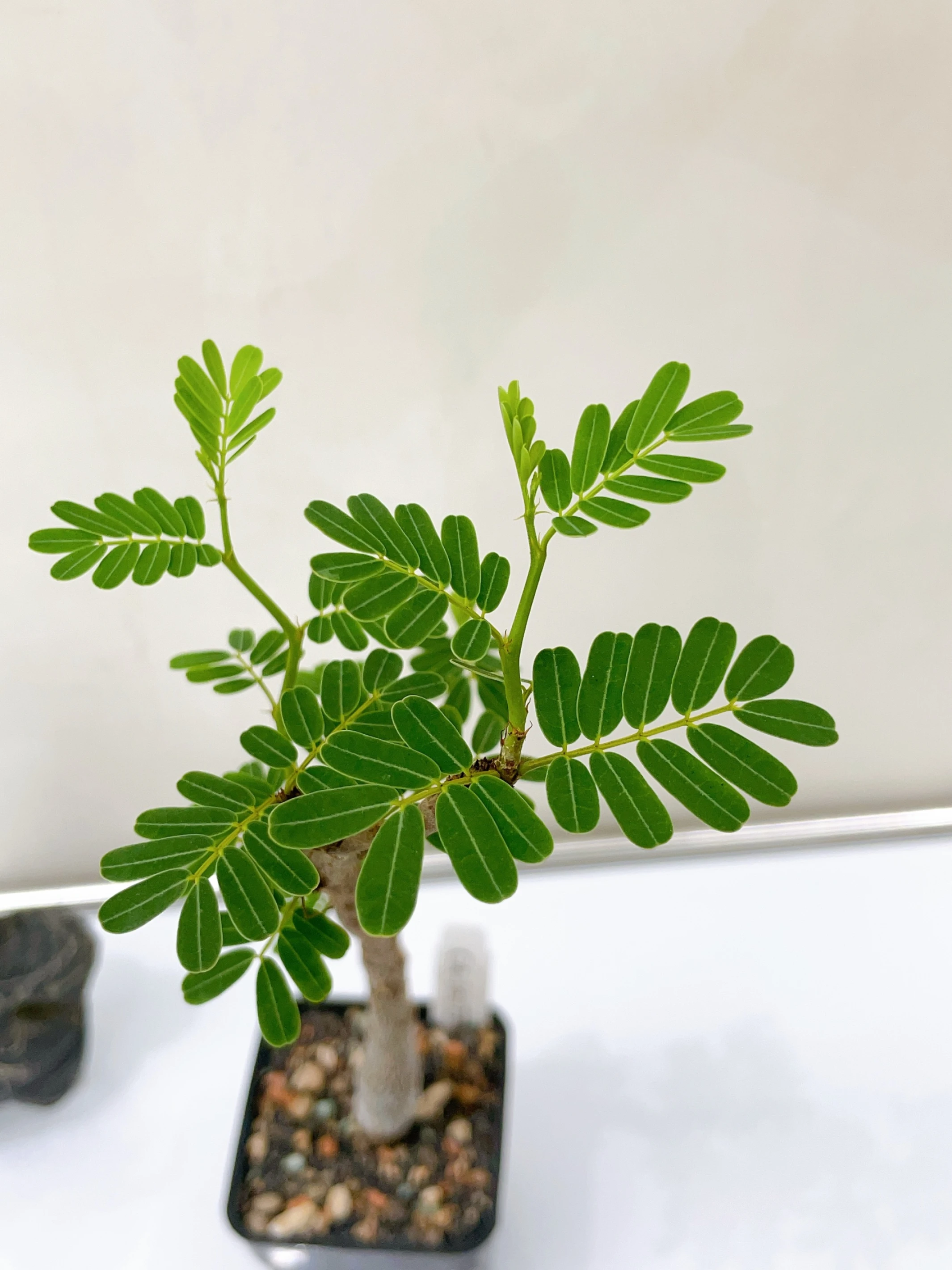 沙漠蘇木 Senna meridionalis CA-16173