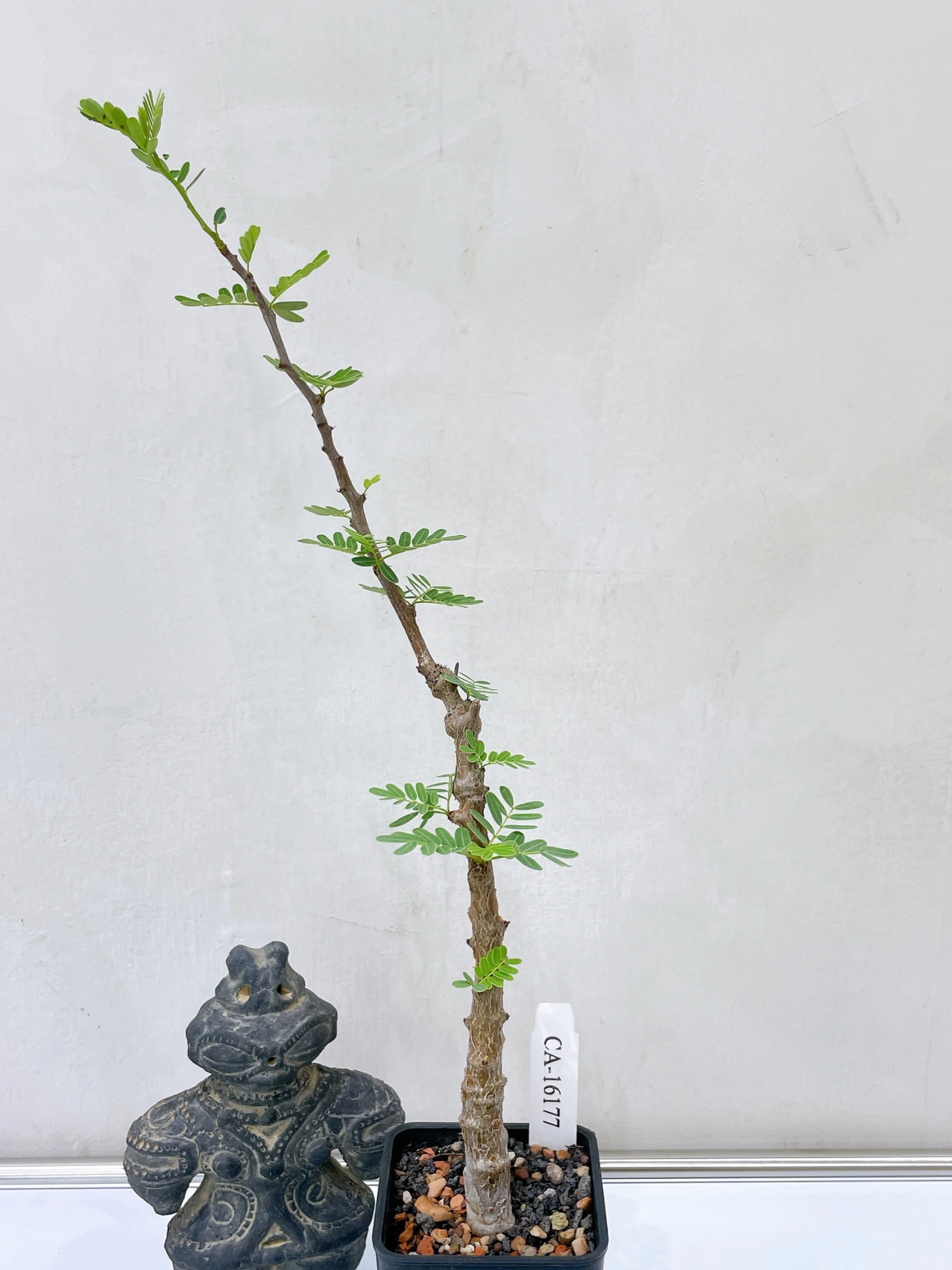 沙漠蘇木 Senna meridionalis CA-16177