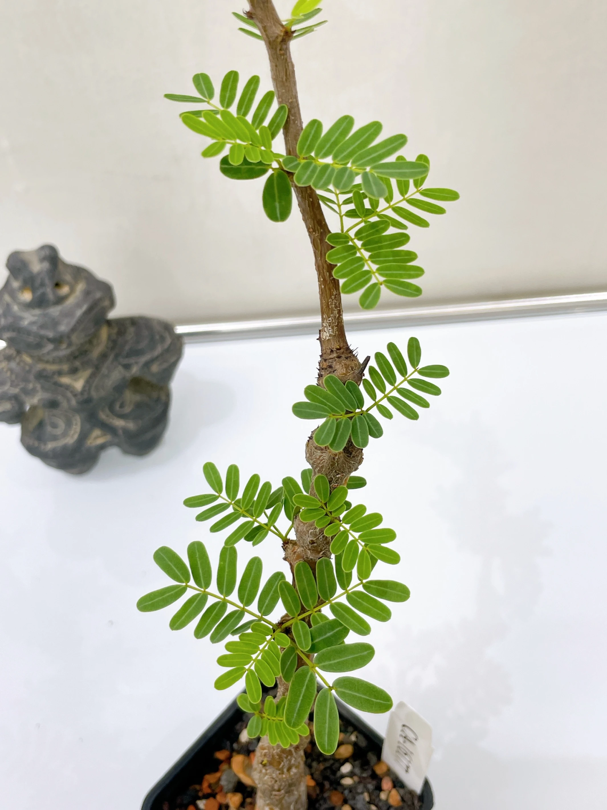 沙漠蘇木 Senna meridionalis CA-16177