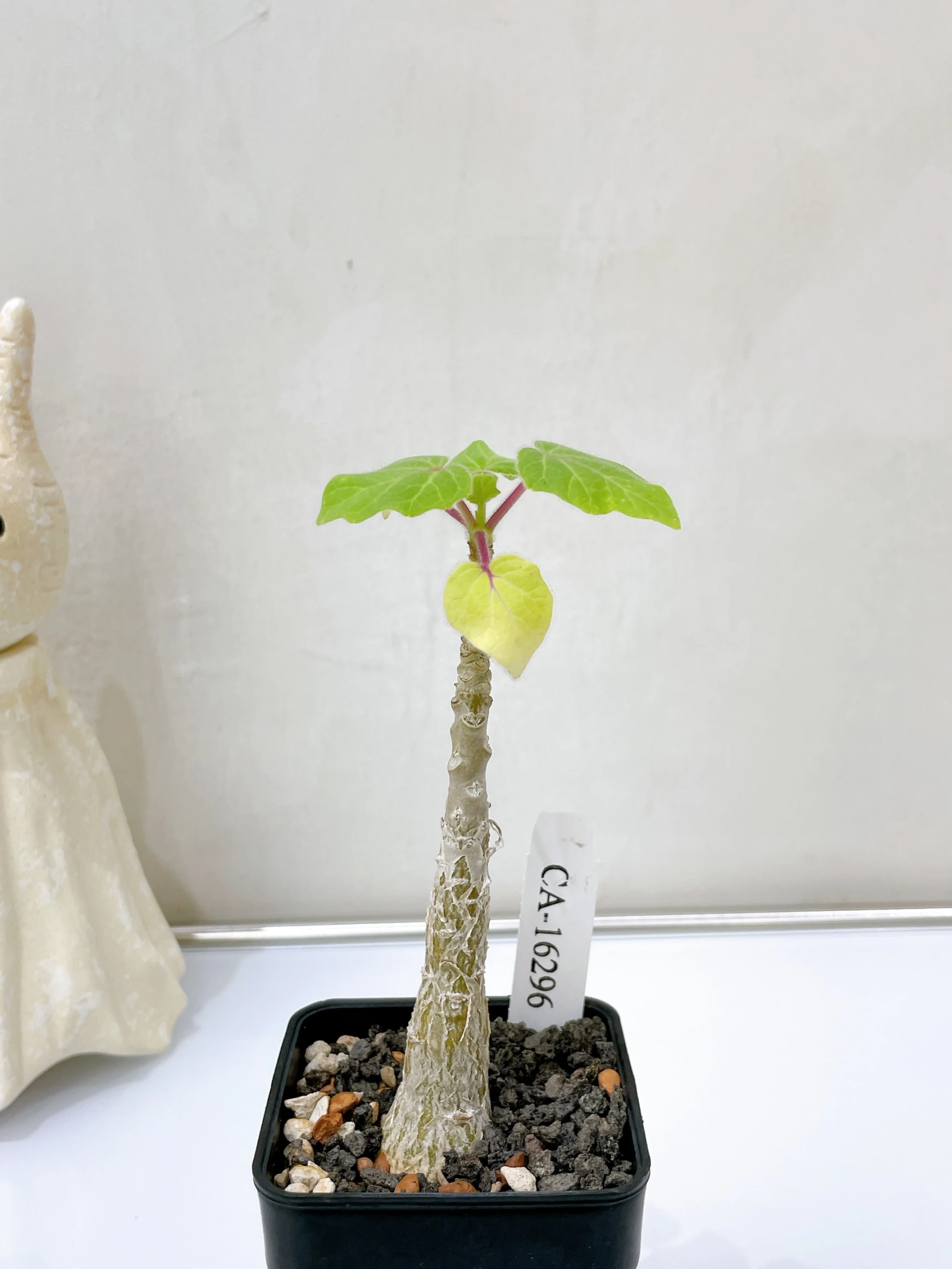 Uncarina leptocarpa CA-16296
