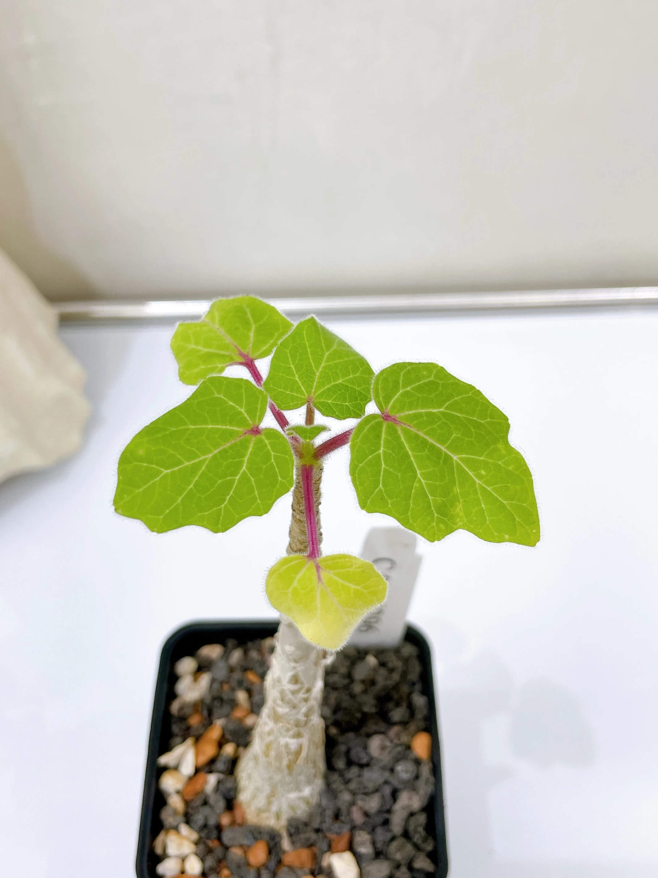 Uncarina leptocarpa CA-16296
