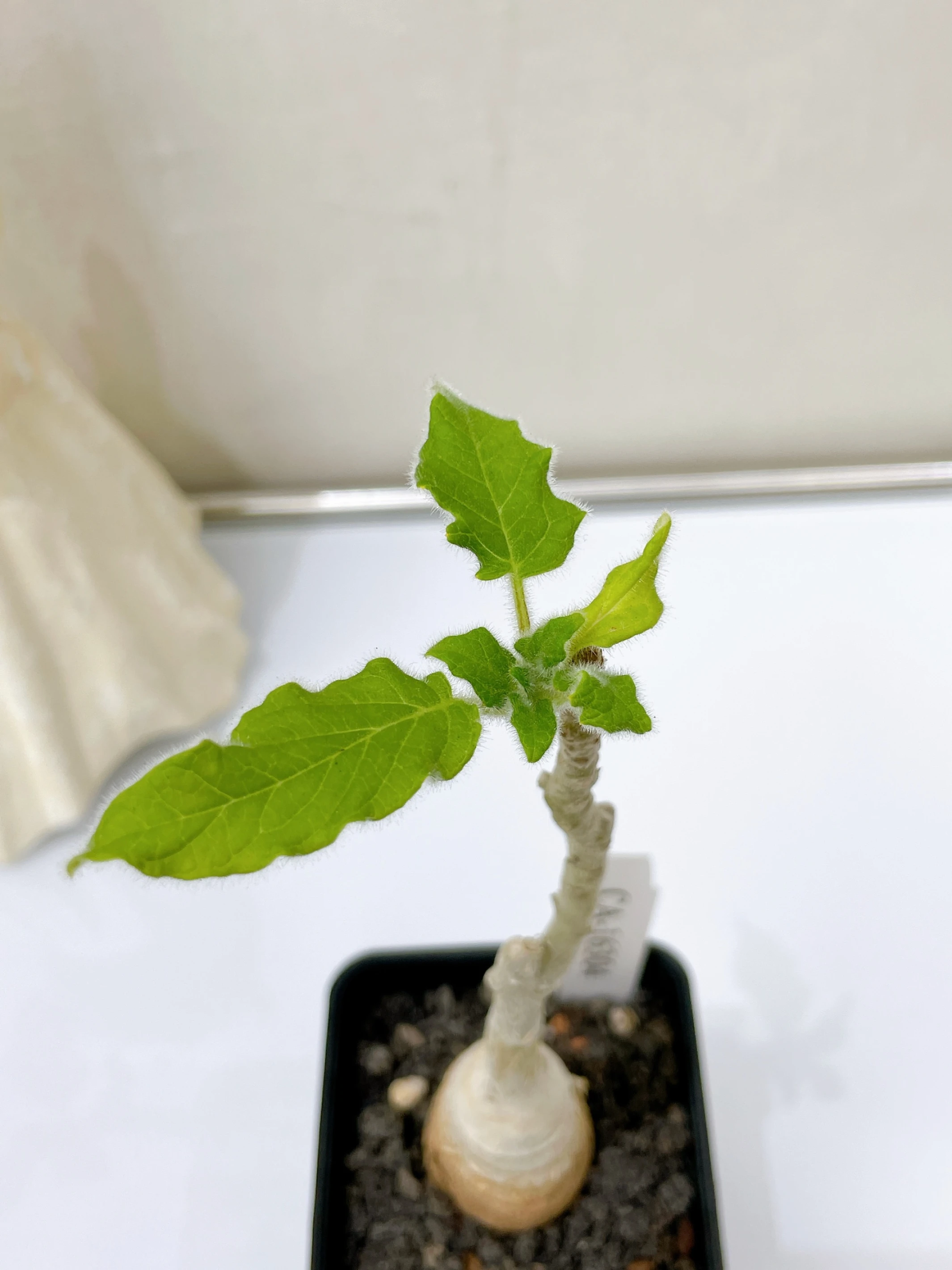Uncarina leptocarpa CA-16304