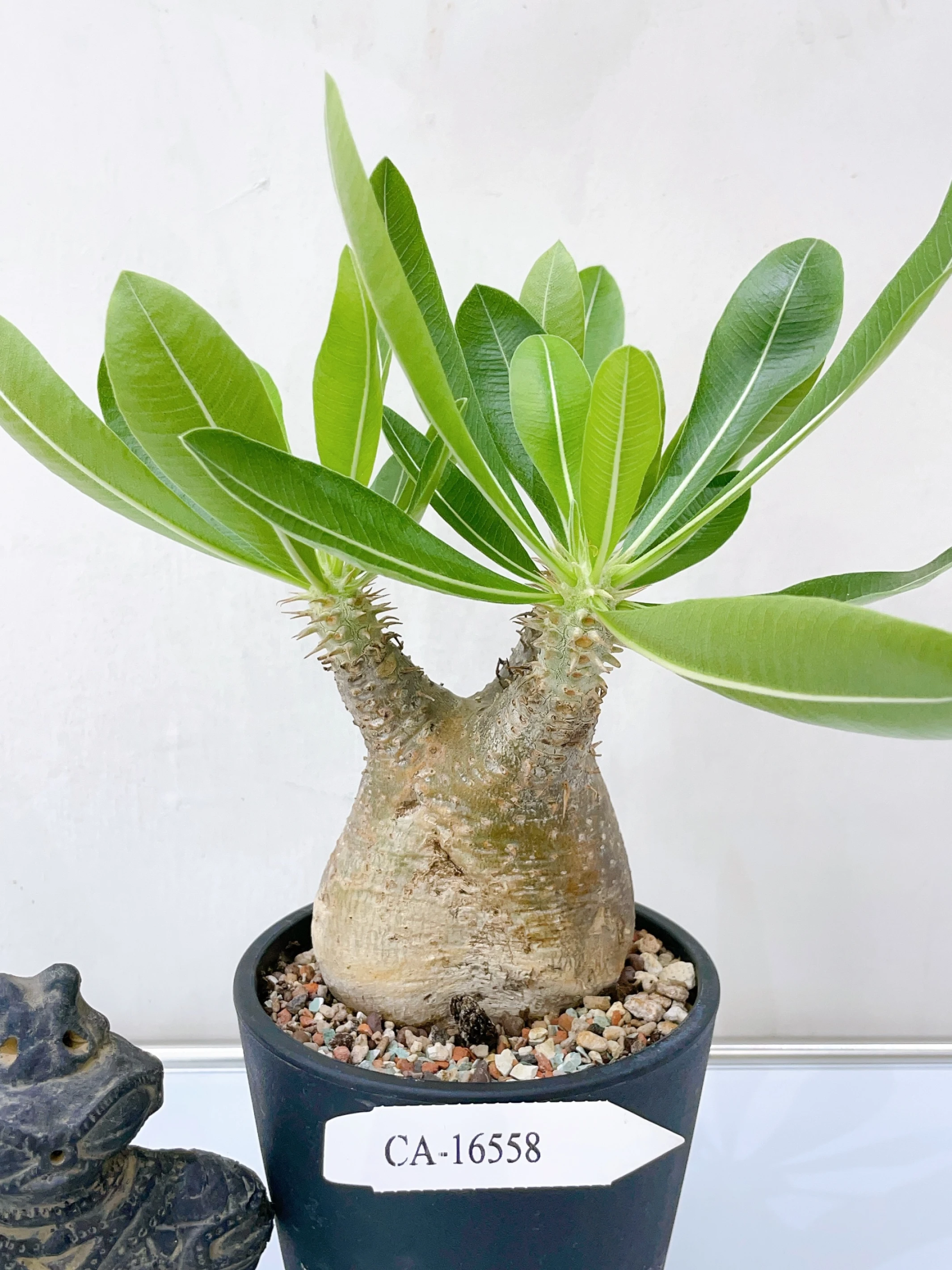 一本尼Pachypodium eburneum CA-16558