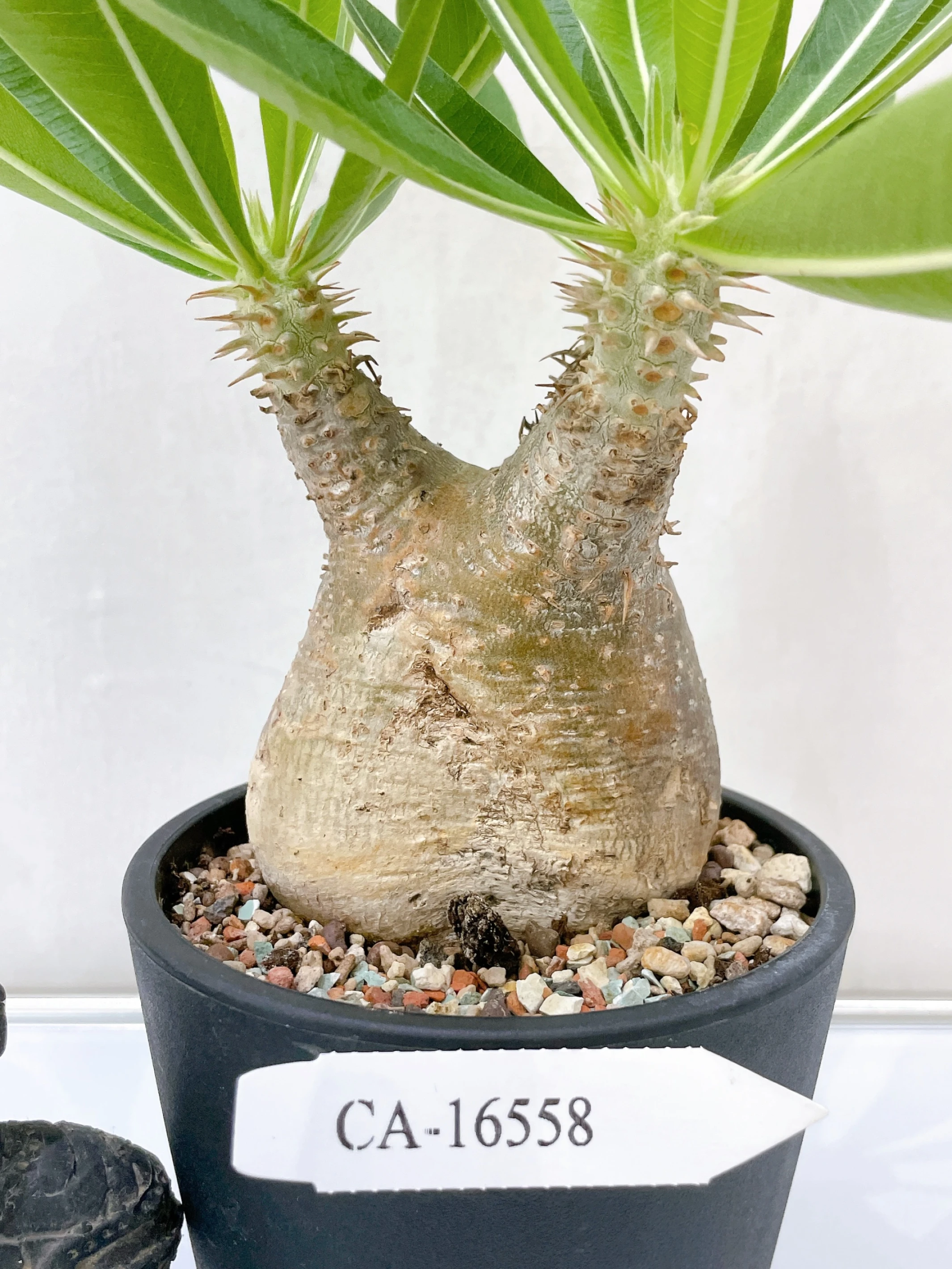 一本尼Pachypodium eburneum CA-16558