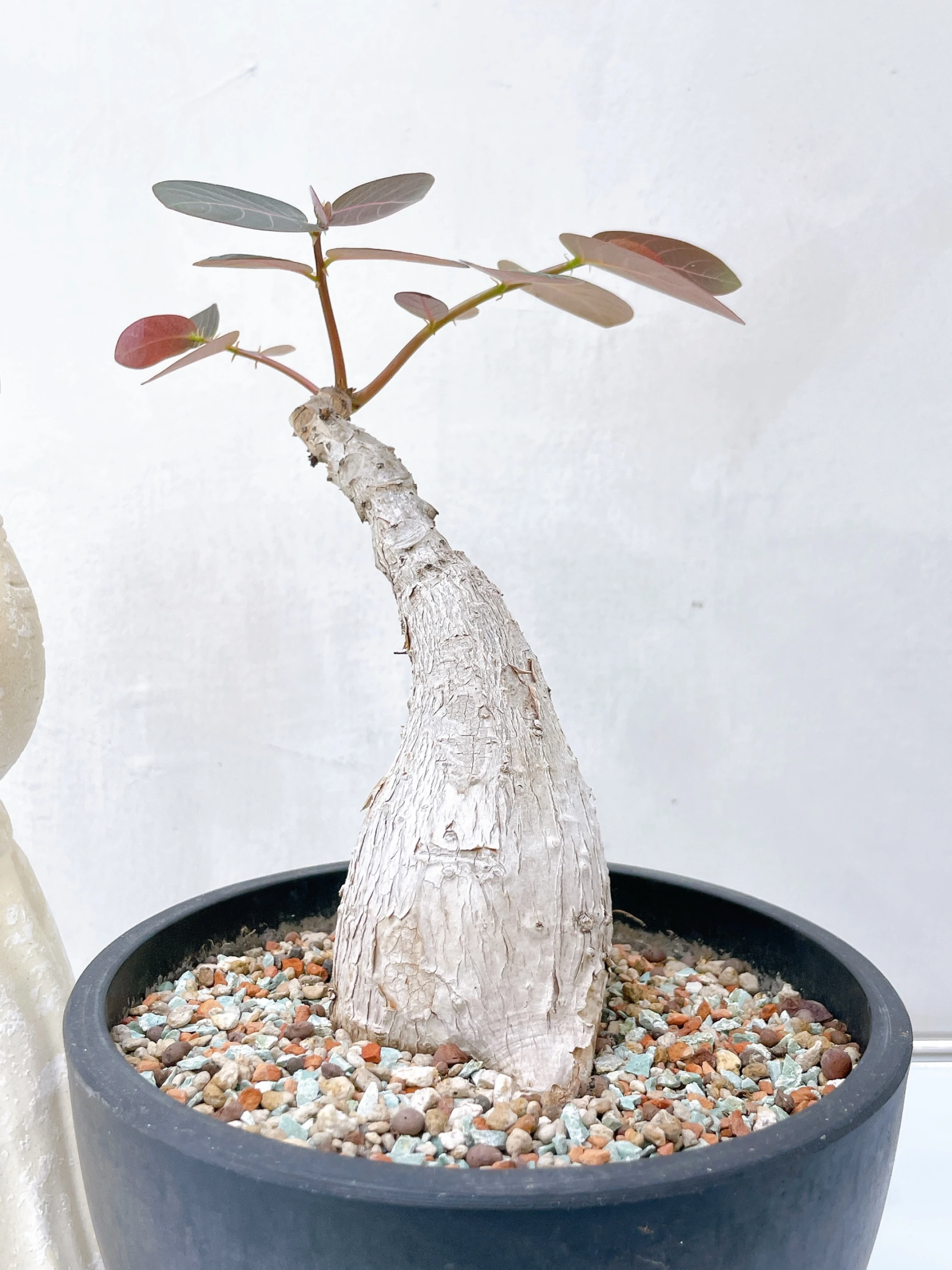 毛葉奇異油柑Phyllanthus mirabilis CA-16606