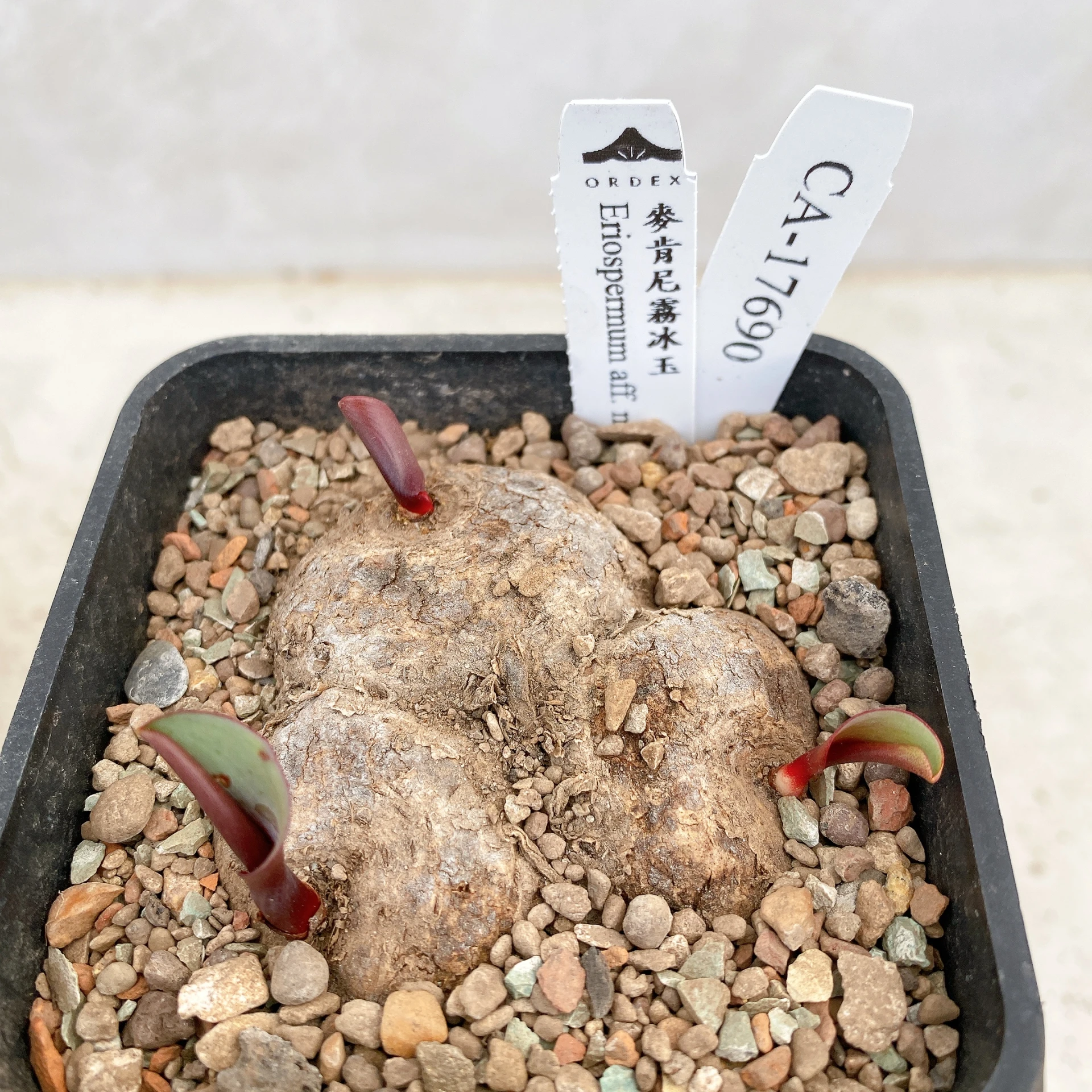 三頭麥肯尼霧冰玉 Eriospermum aff. mackenii CA-17690