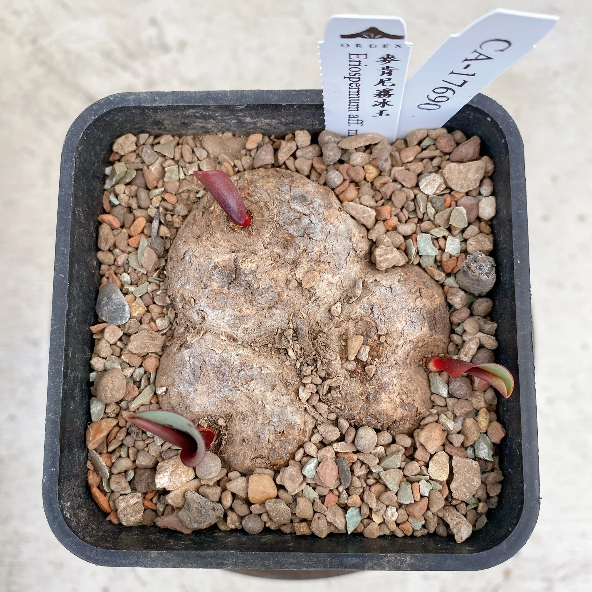 三頭麥肯尼霧冰玉 Eriospermum aff. mackenii CA-17690