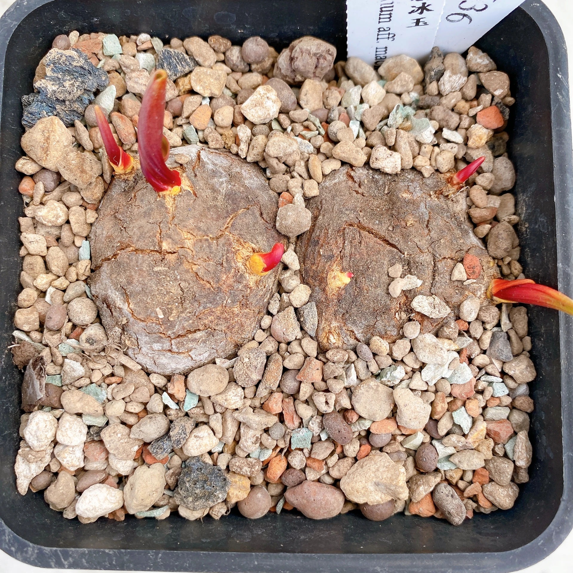 雙頭麥肯尼霧冰玉 Eriospermum aff. mackenii CA-17636