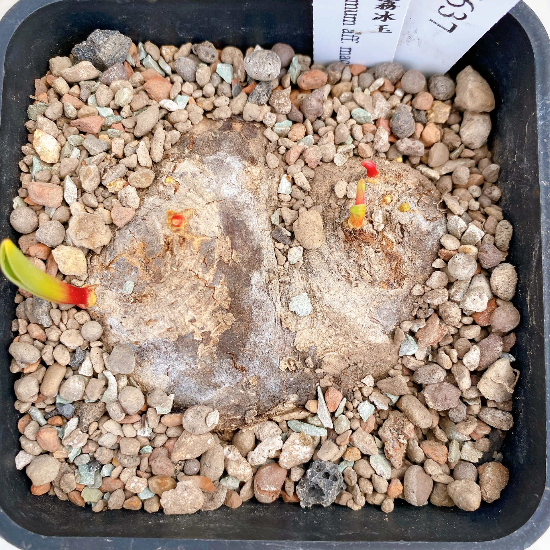 雙頭麥肯尼霧冰玉 Eriospermum aff. mackenii CA-17637