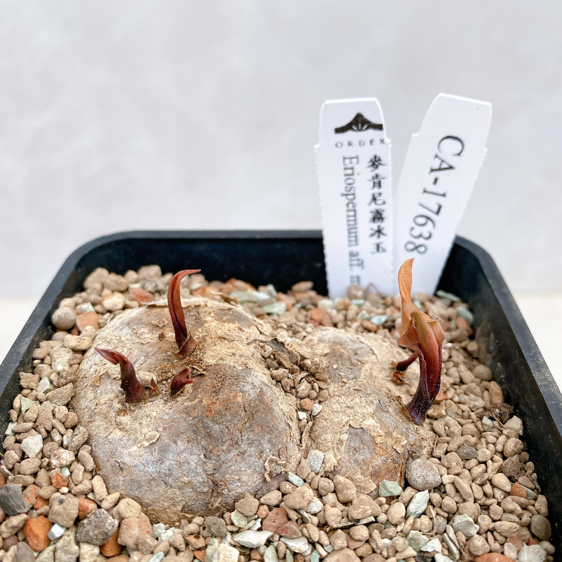 雙頭麥肯尼霧冰玉 Eriospermum aff. mackenii CA-17638