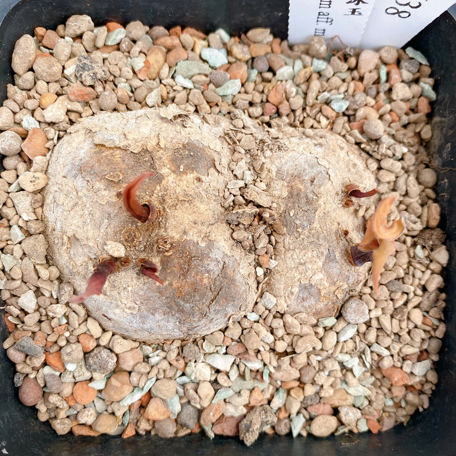 雙頭麥肯尼霧冰玉 Eriospermum aff. mackenii CA-17638