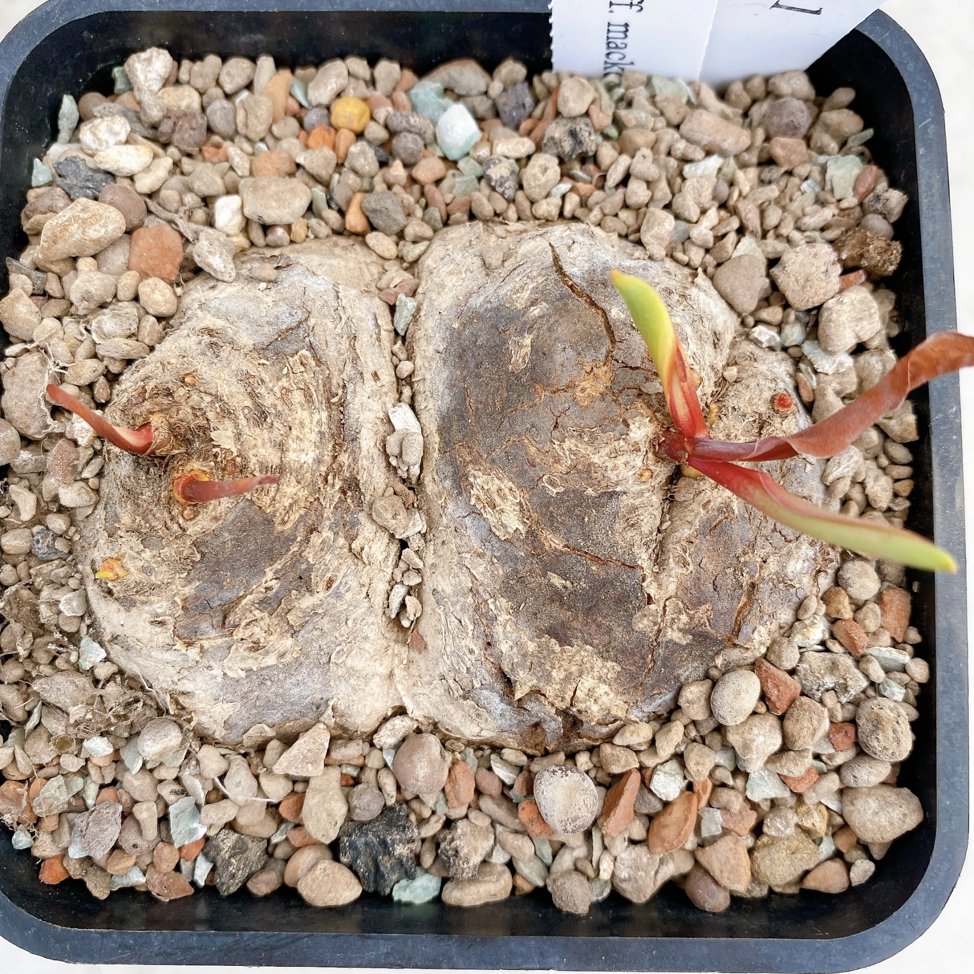 雙頭麥肯尼霧冰玉 Eriospermum aff. mackenii CA-17641