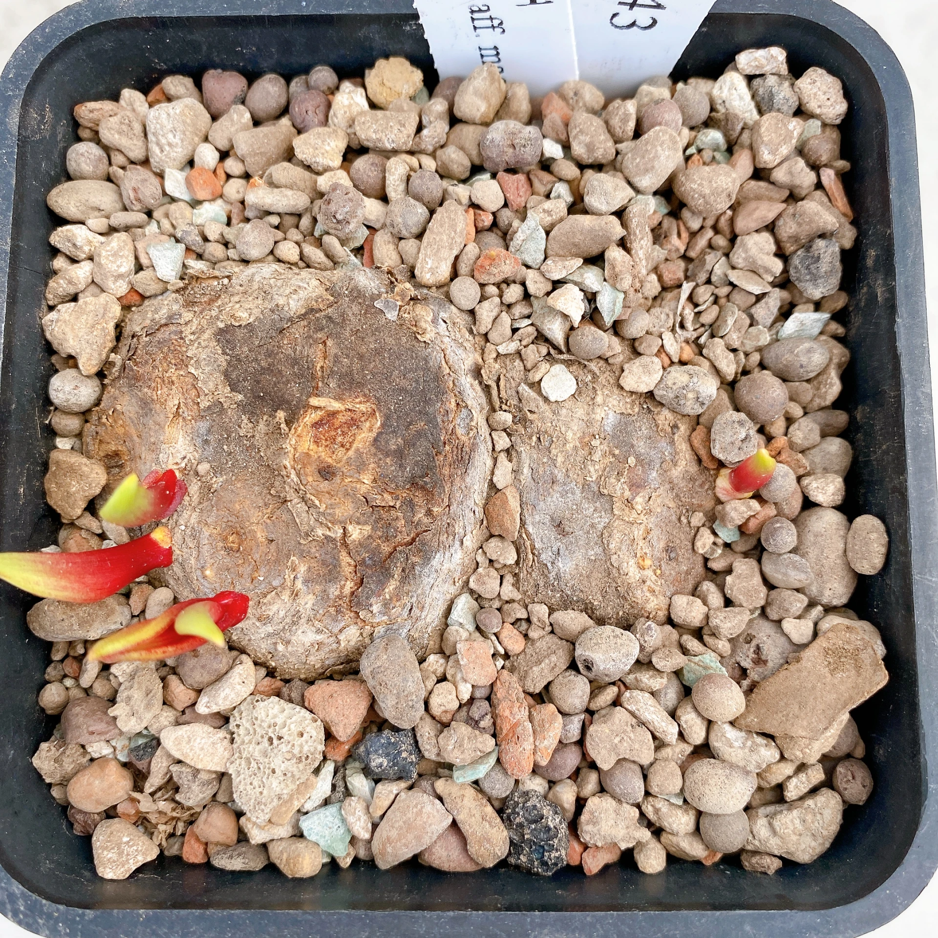 雙頭麥肯尼霧冰玉 Eriospermum aff. mackenii CA-17643