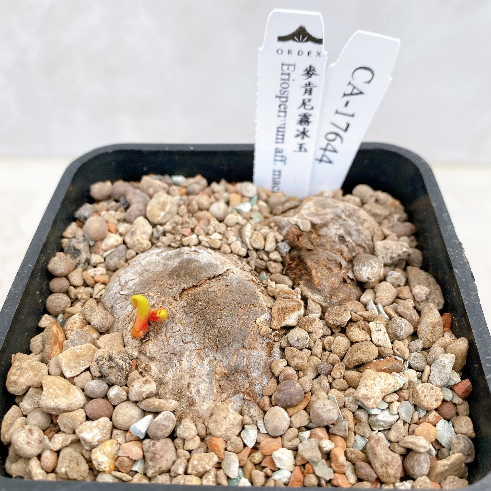 雙頭麥肯尼霧冰玉 Eriospermum aff. mackenii CA-17644