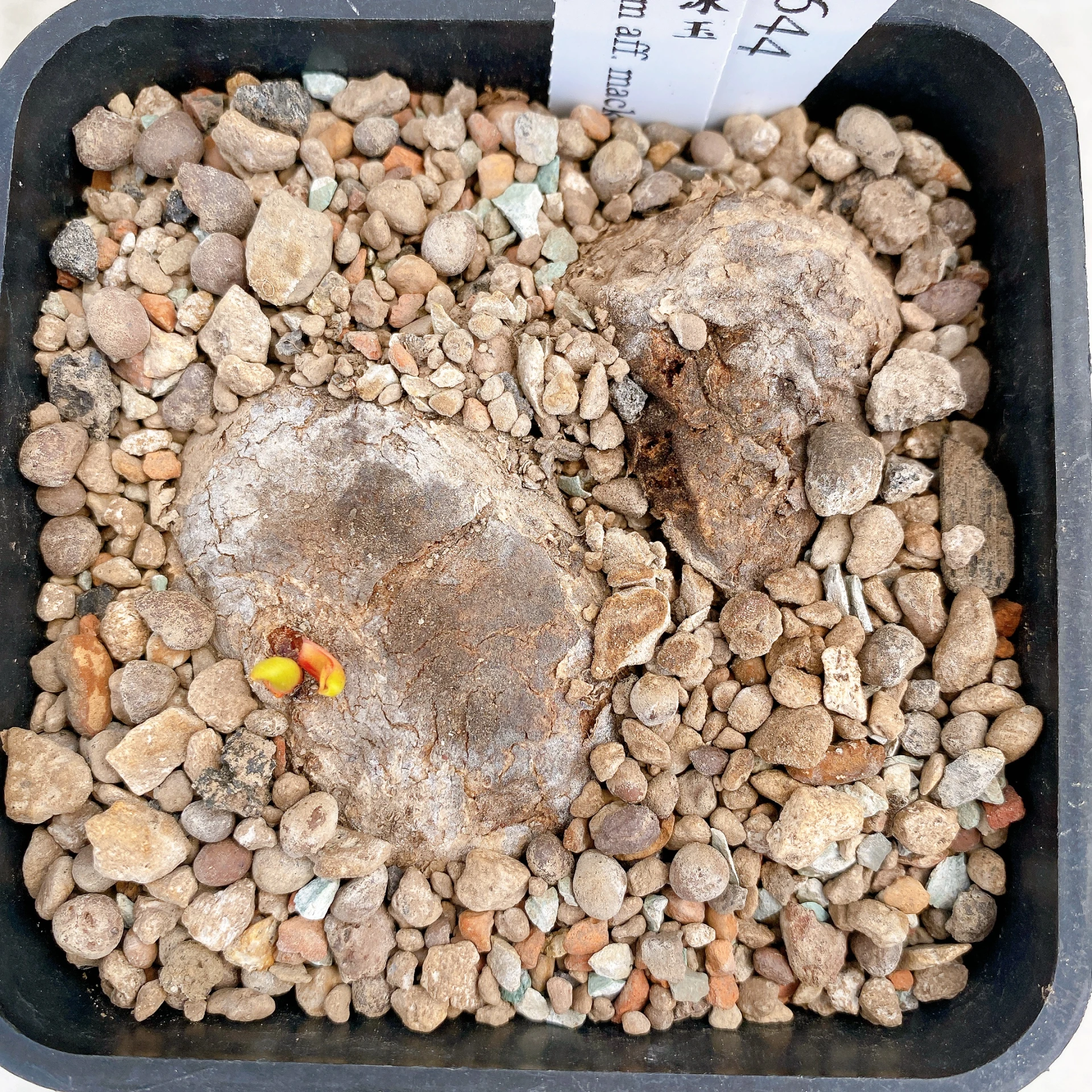 雙頭麥肯尼霧冰玉 Eriospermum aff. mackenii CA-17644