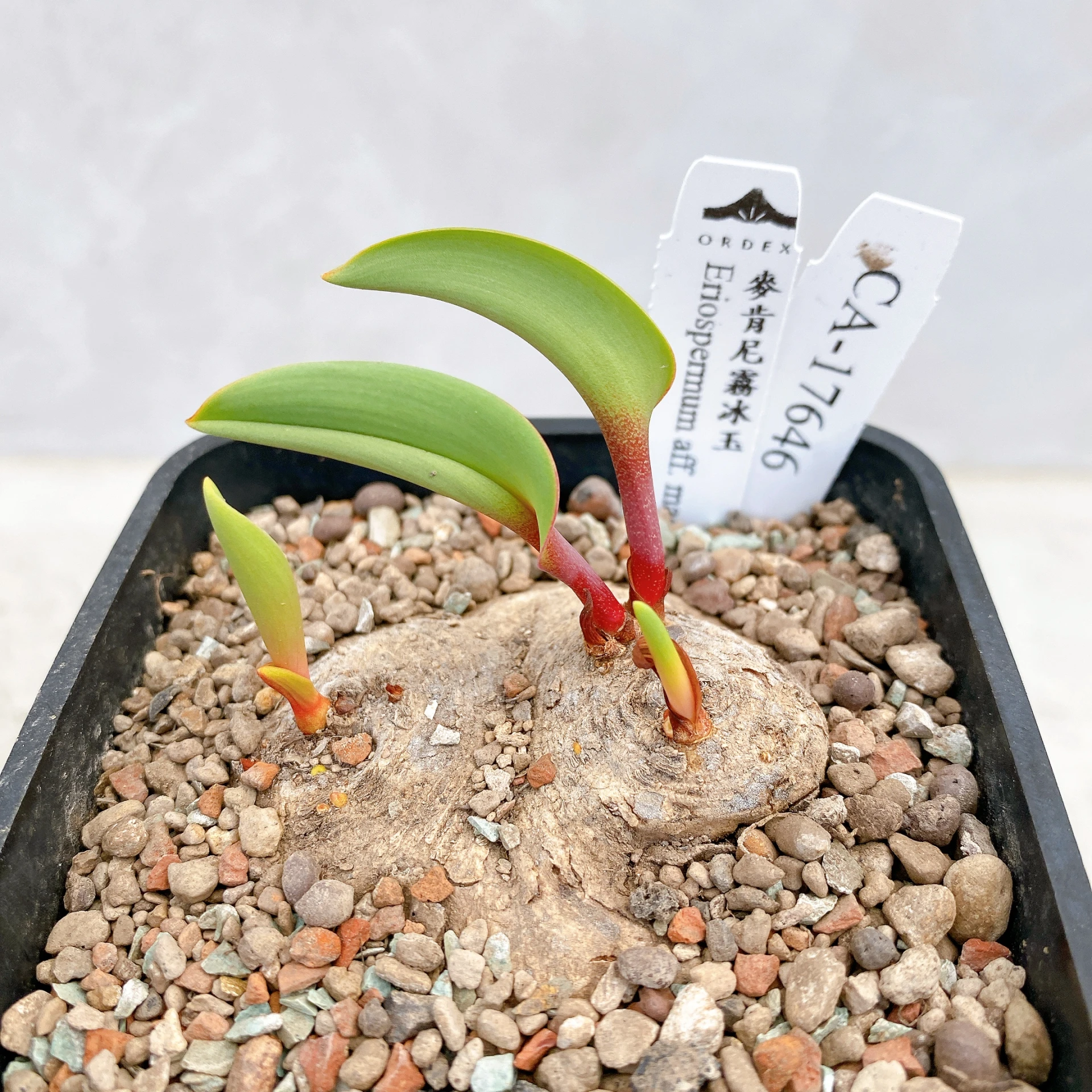 雙頭麥肯尼霧冰玉 Eriospermum aff. mackenii CA-17646