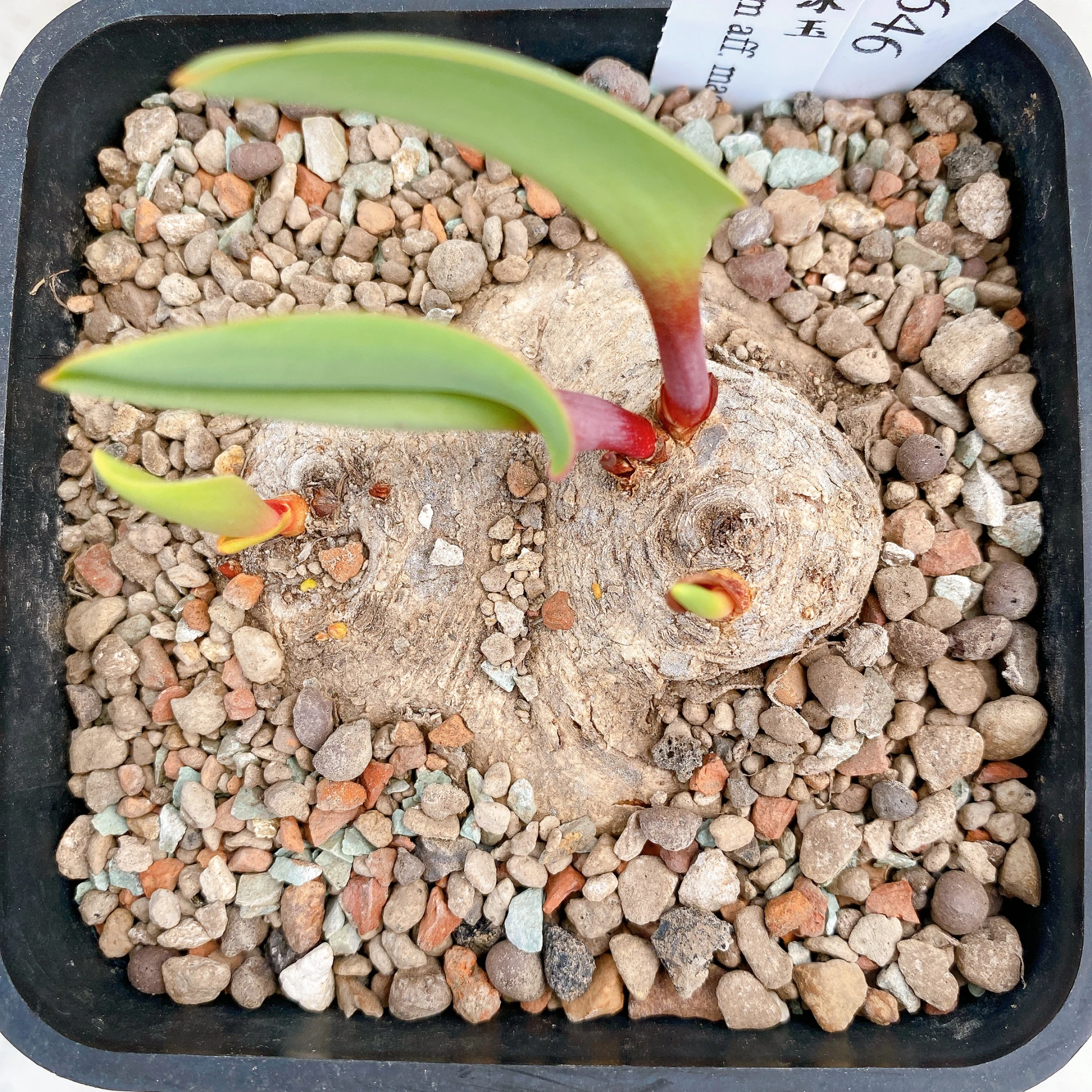 雙頭麥肯尼霧冰玉 Eriospermum aff. mackenii CA-17646
