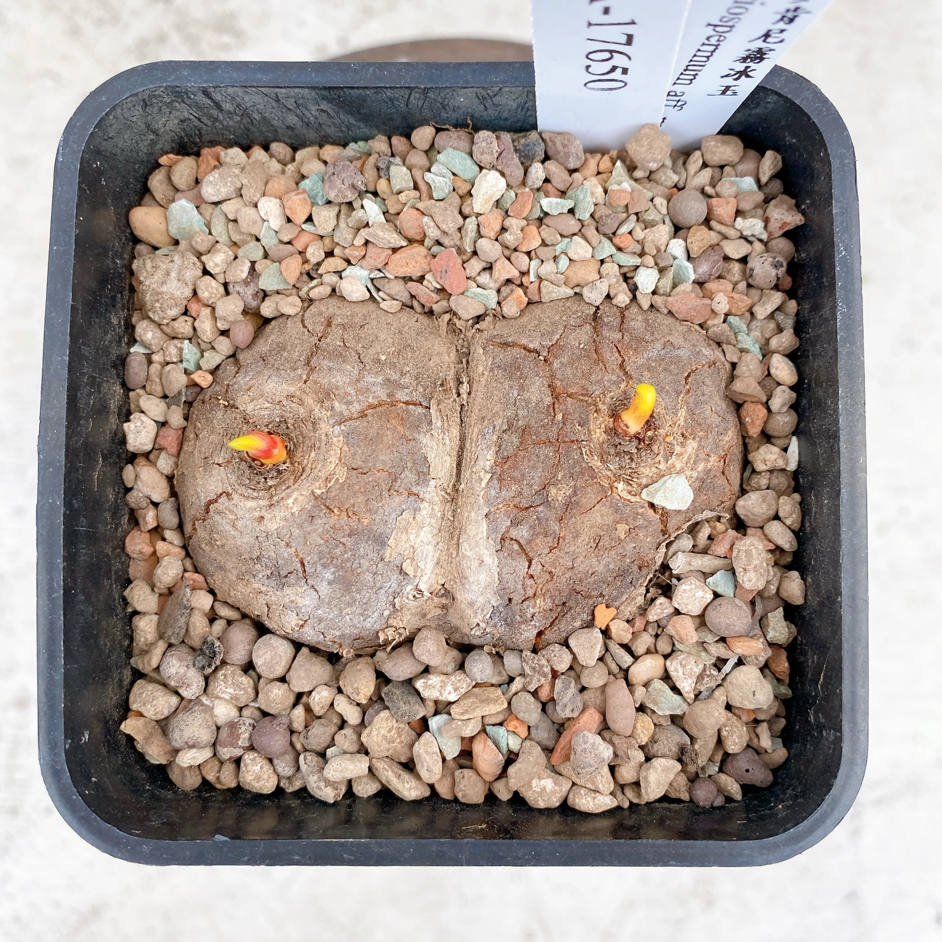 雙頭麥肯尼霧冰玉 Eriospermum aff. mackenii CA-17650