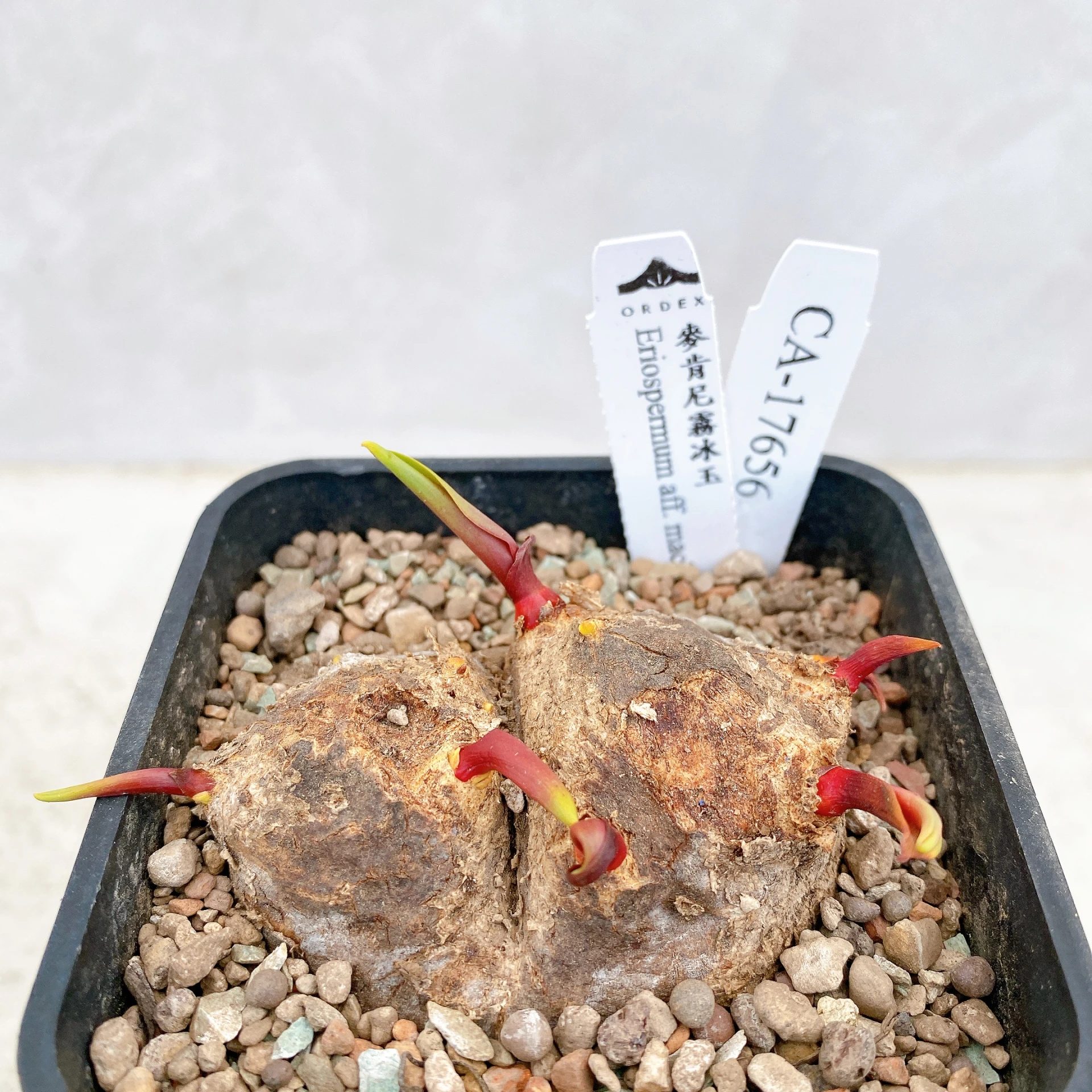 雙頭麥肯尼霧冰玉 Eriospermum aff. mackenii CA-17656
