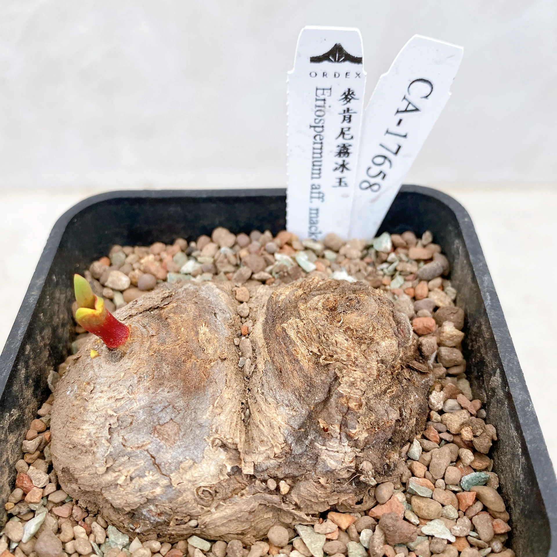 雙頭麥肯尼霧冰玉 Eriospermum aff. mackenii CA-17658