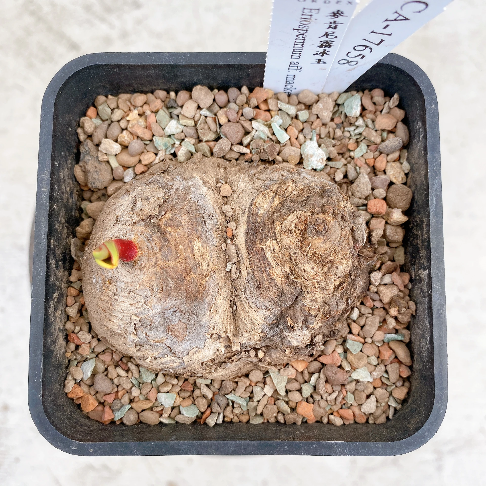雙頭麥肯尼霧冰玉 Eriospermum aff. mackenii CA-17658
