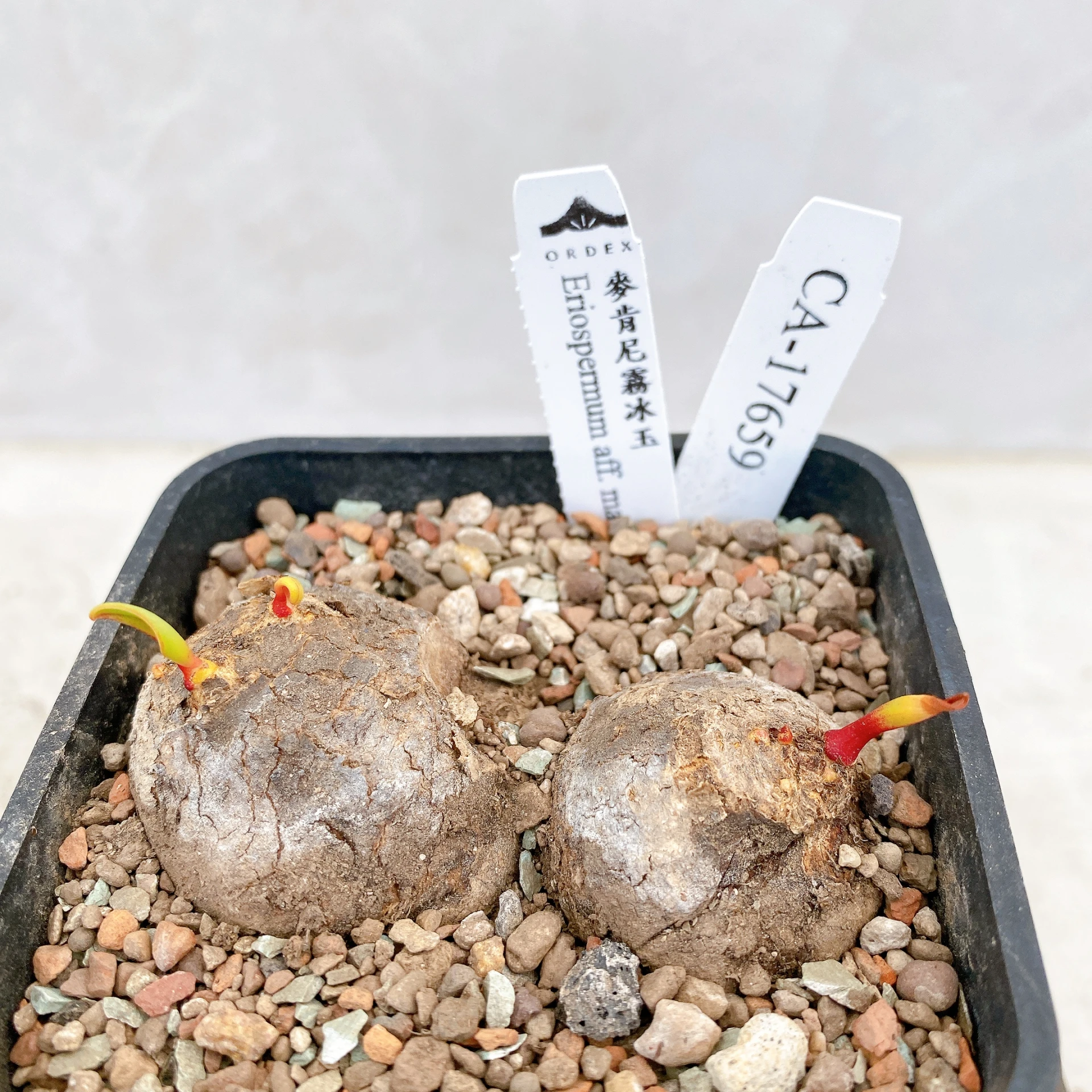 雙頭麥肯尼霧冰玉 Eriospermum aff. mackenii CA-17659