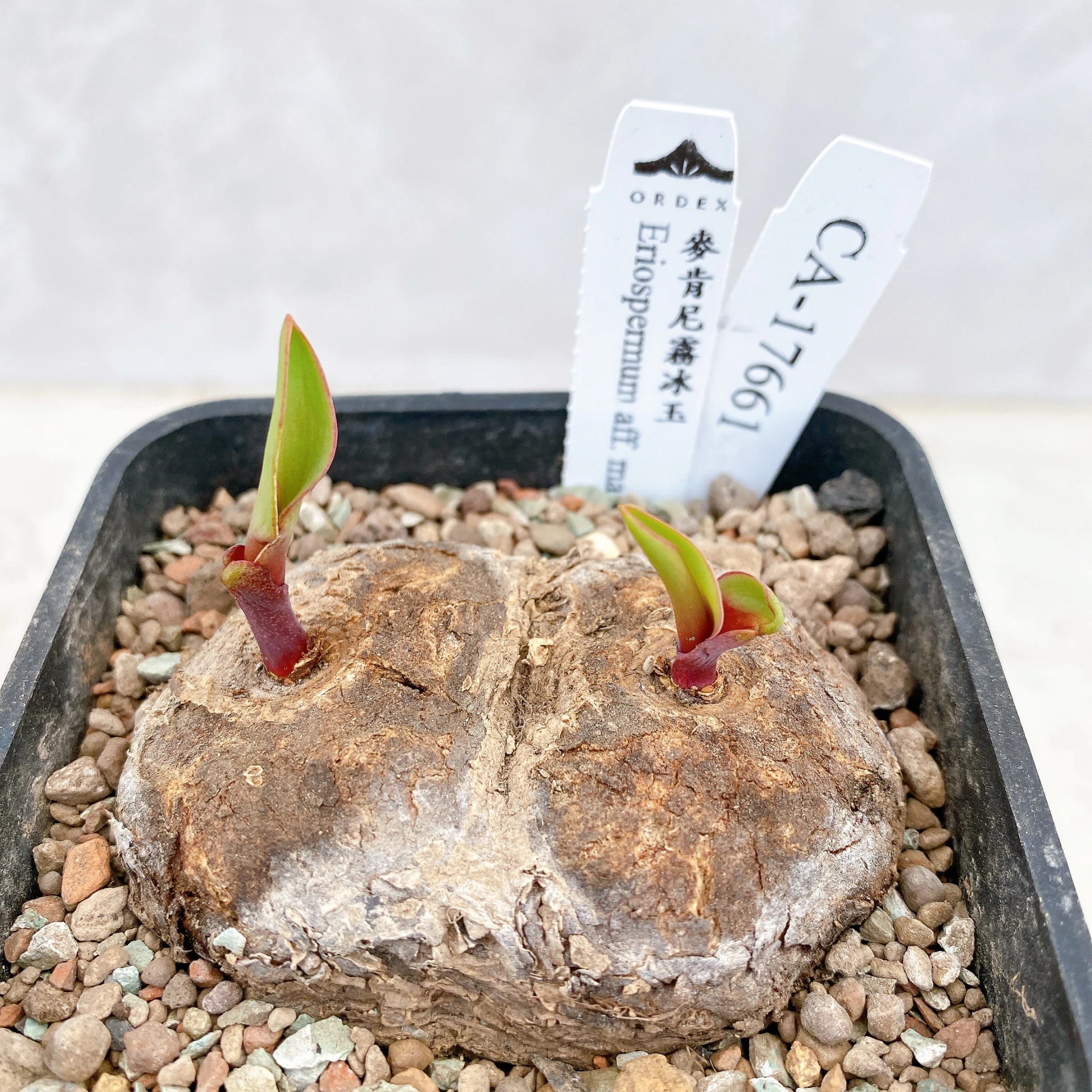 雙頭麥肯尼霧冰玉 Eriospermum aff. mackenii CA-17661