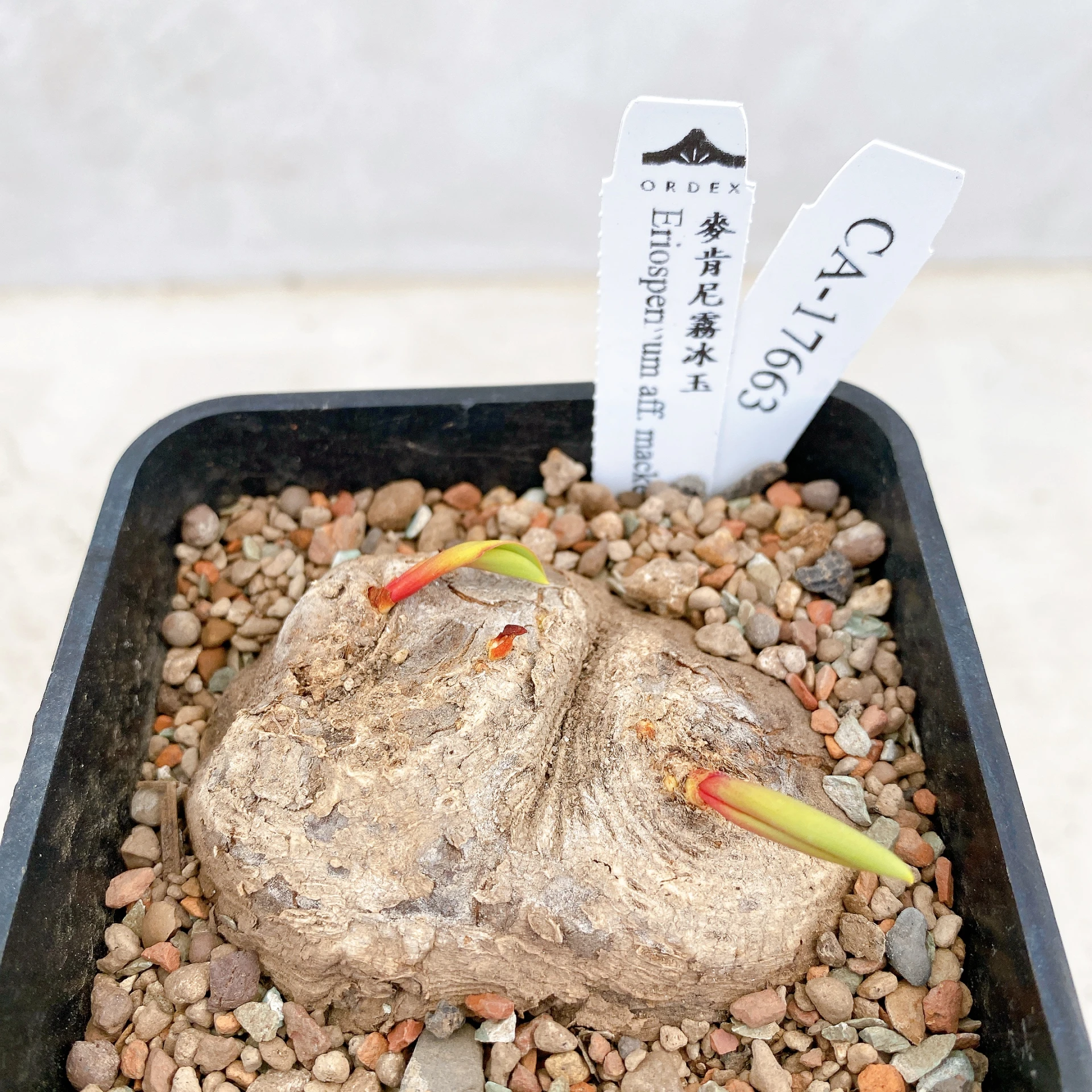 雙頭麥肯尼霧冰玉 Eriospermum aff. mackenii CA-17663