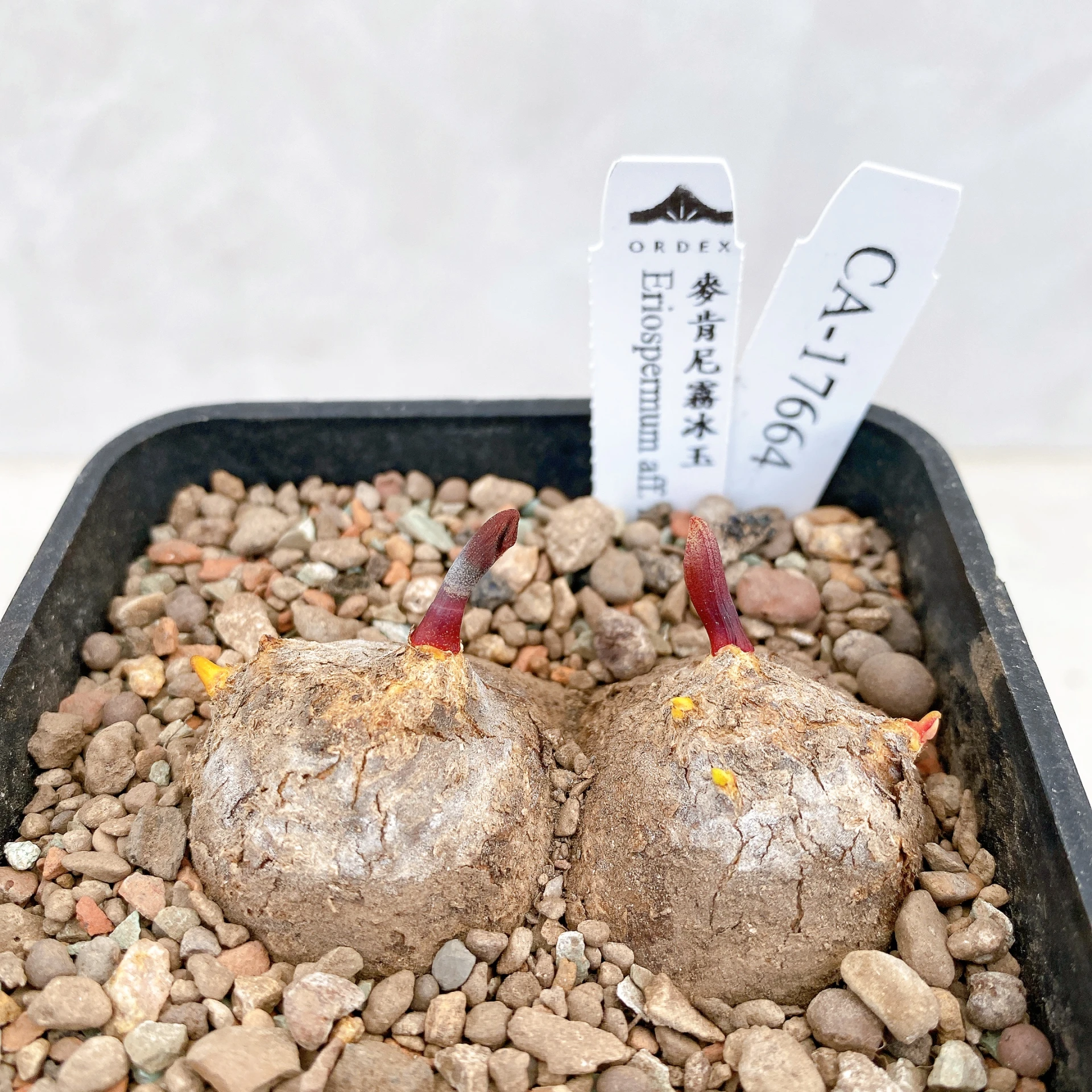 雙頭麥肯尼霧冰玉 Eriospermum aff. mackenii CA-17664