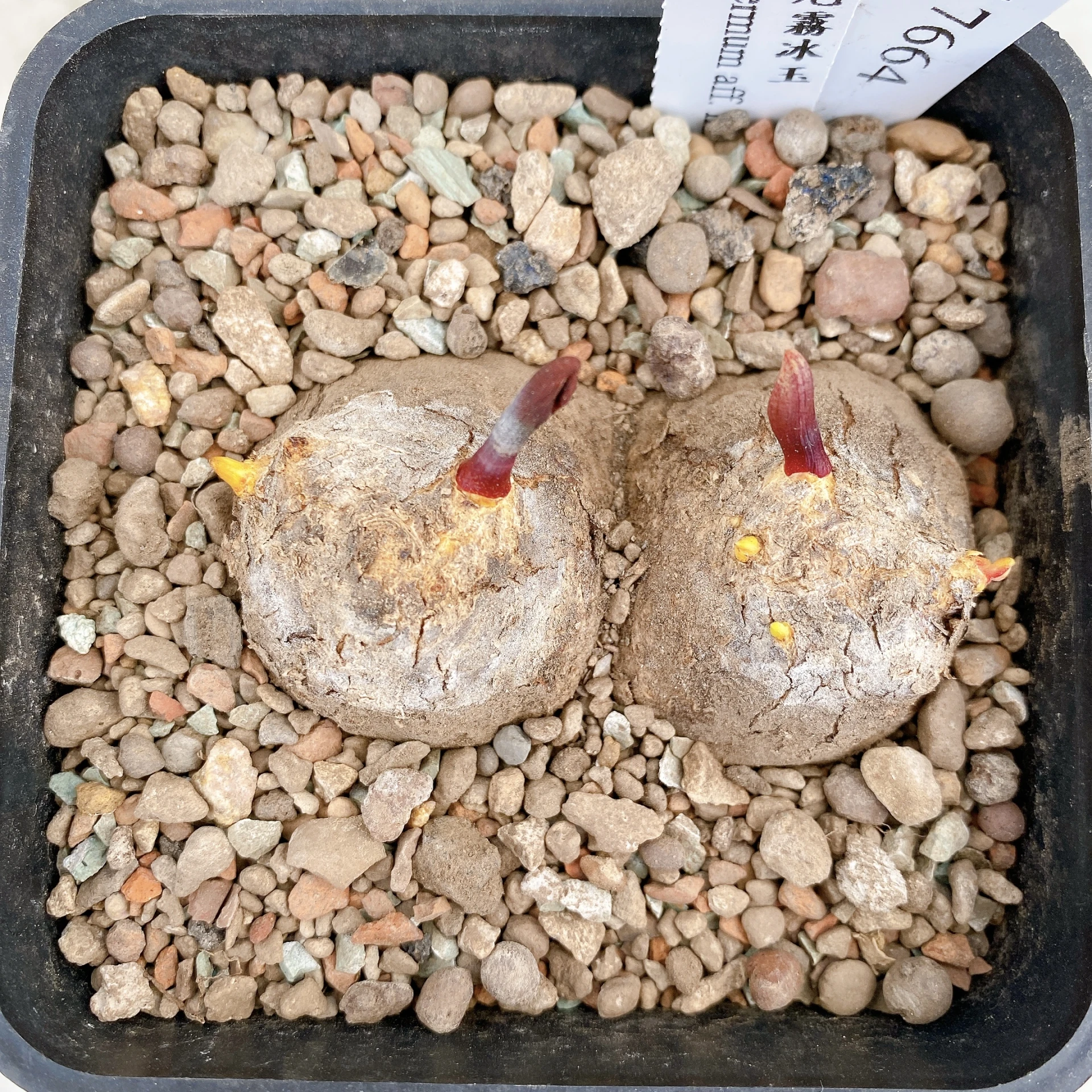 雙頭麥肯尼霧冰玉 Eriospermum aff. mackenii CA-17664