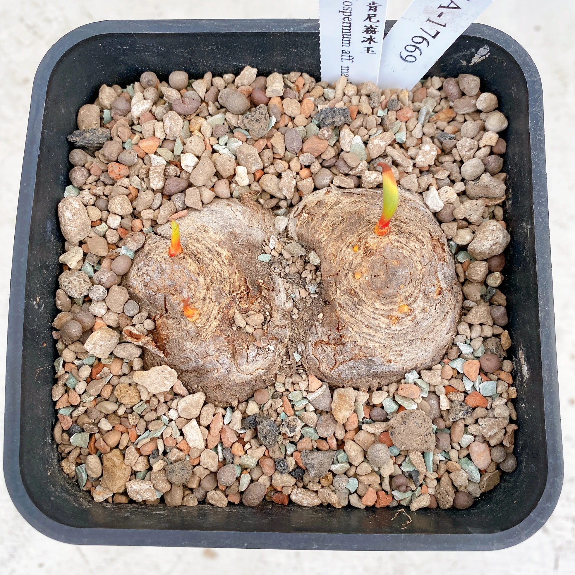 雙頭麥肯尼霧冰玉 Eriospermum aff. mackenii CA-17669
