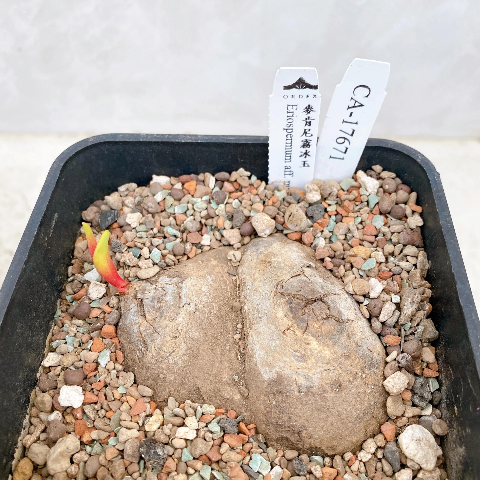 雙頭麥肯尼霧冰玉 Eriospermum aff. mackenii CA-17671