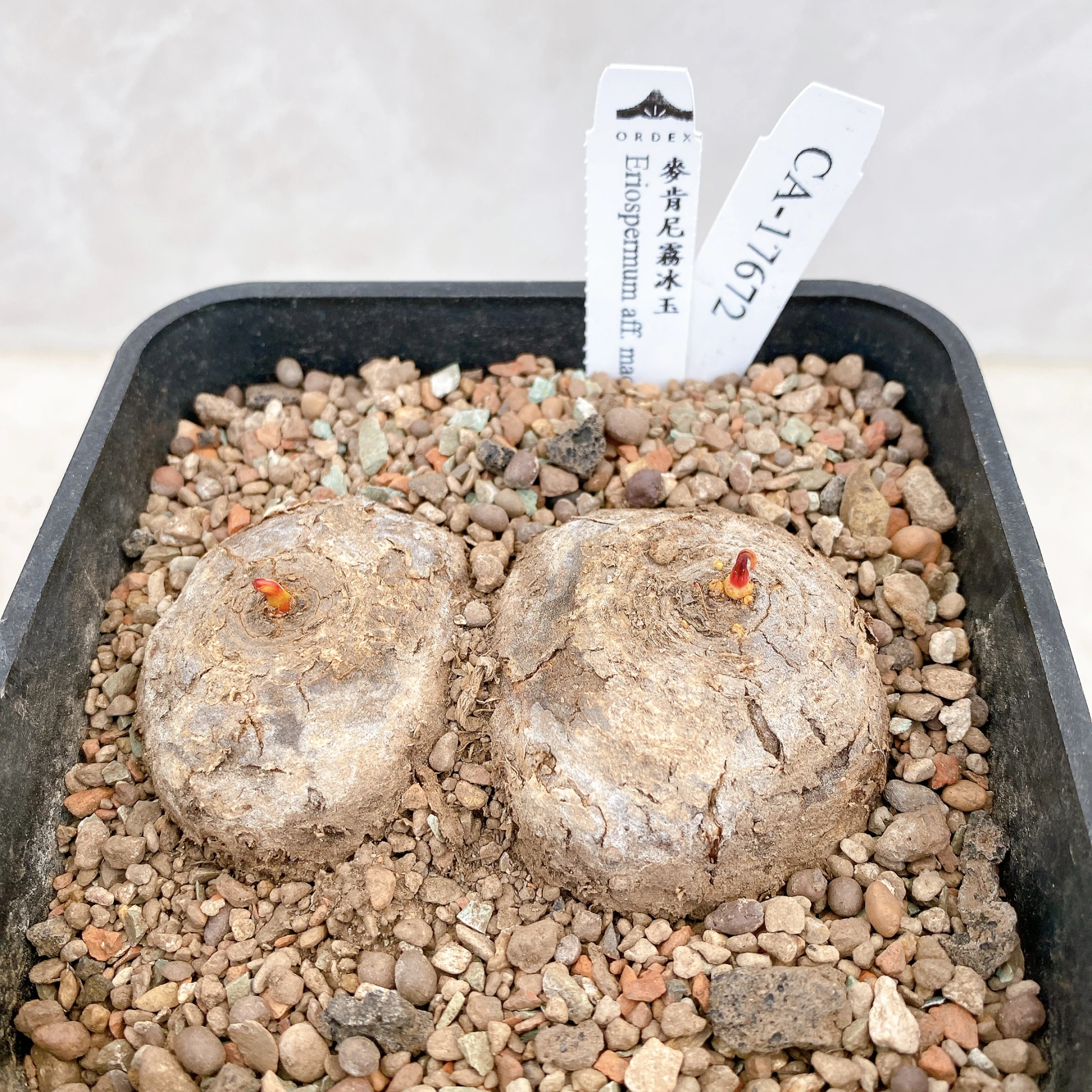 雙頭麥肯尼霧冰玉 Eriospermum aff. mackenii CA-17672