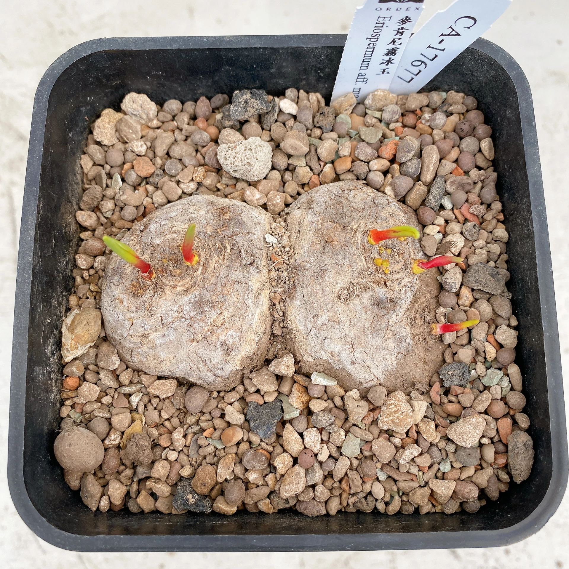 三頭麥肯尼霧冰玉 Eriospermum aff. mackenii CA-17677