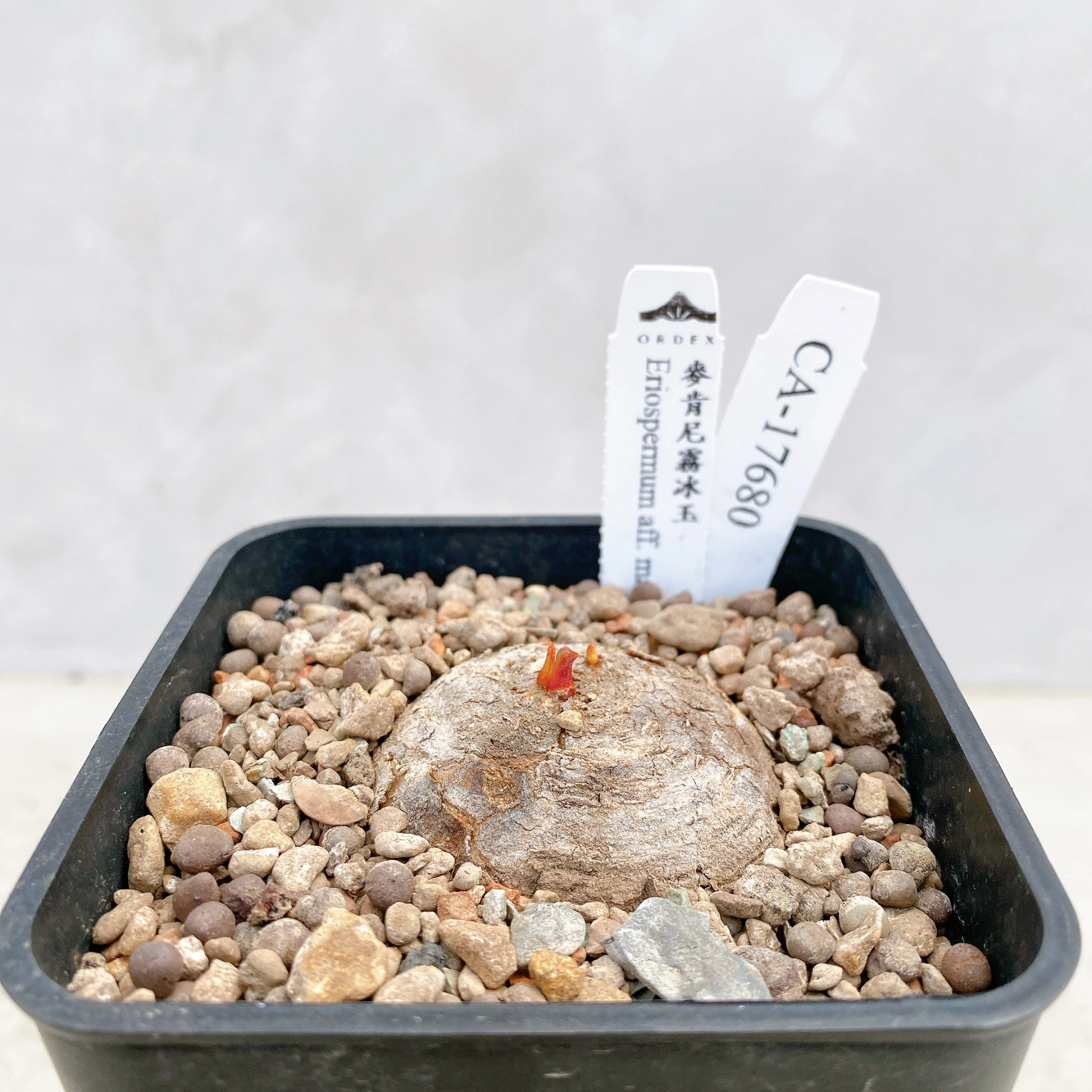 單頭麥肯尼霧冰玉 Eriospermum aff. mackenii CA-17680