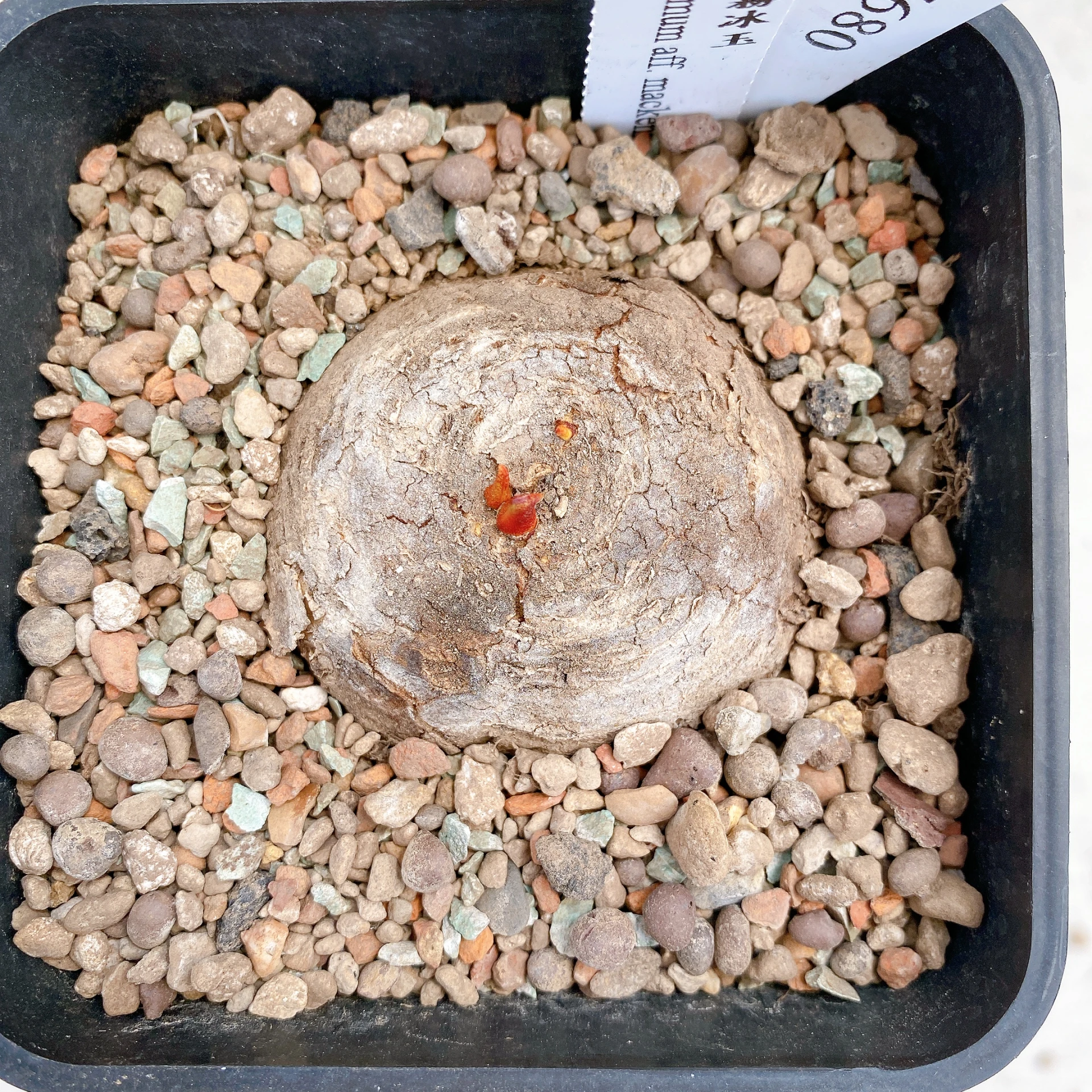 單頭麥肯尼霧冰玉 Eriospermum aff. mackenii CA-17680