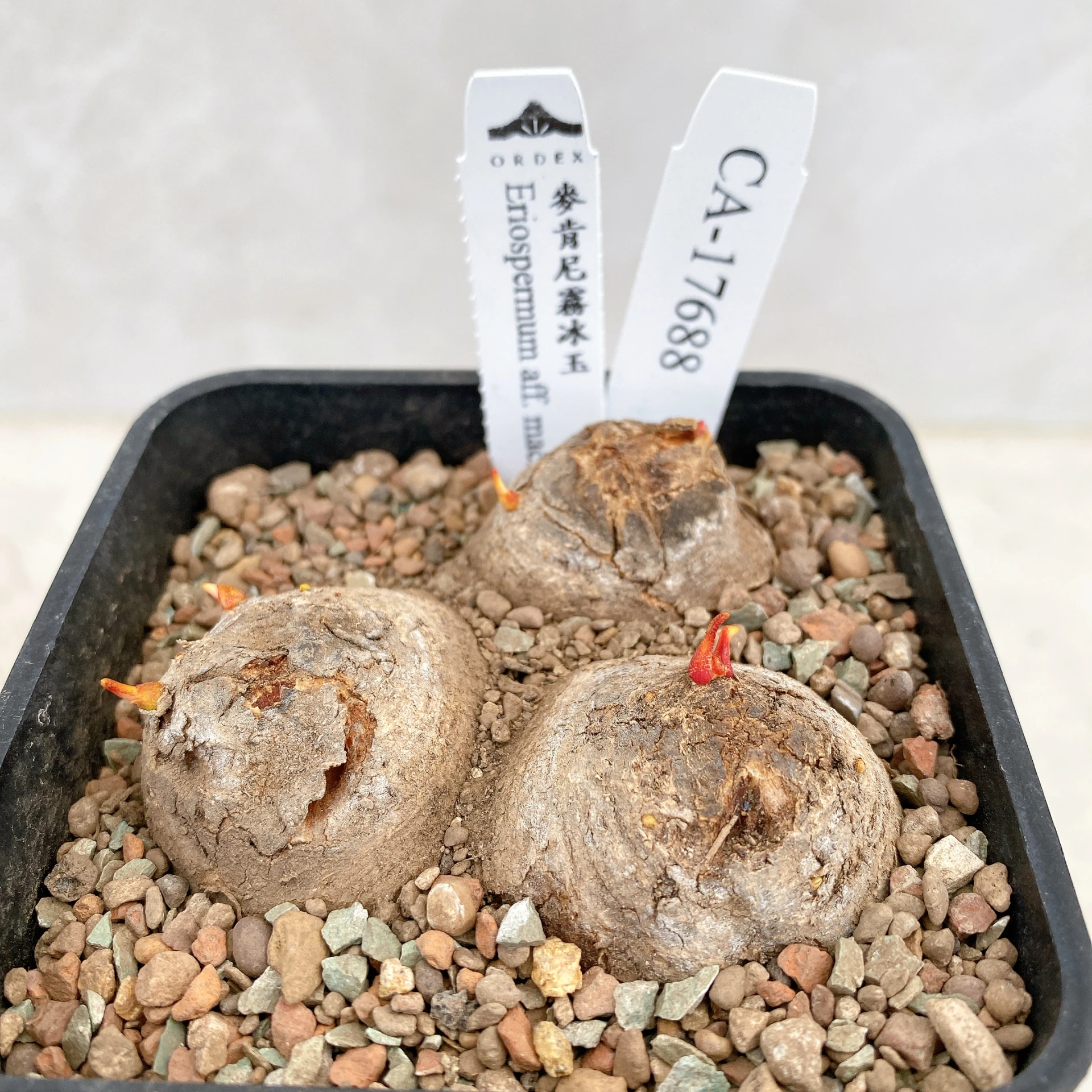 三頭麥肯尼霧冰玉 Eriospermum aff. mackenii CA-17688