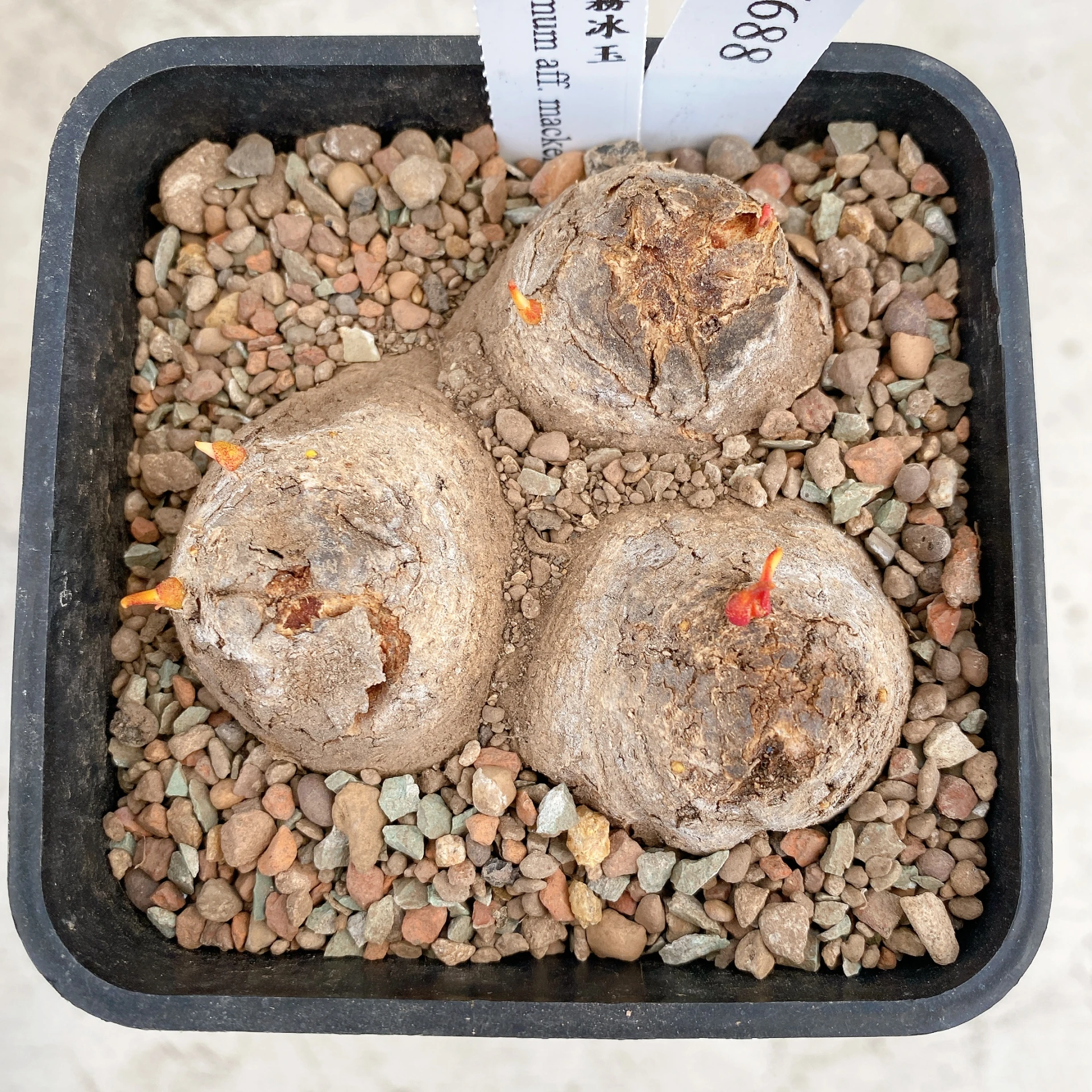 三頭麥肯尼霧冰玉 Eriospermum aff. mackenii CA-17688