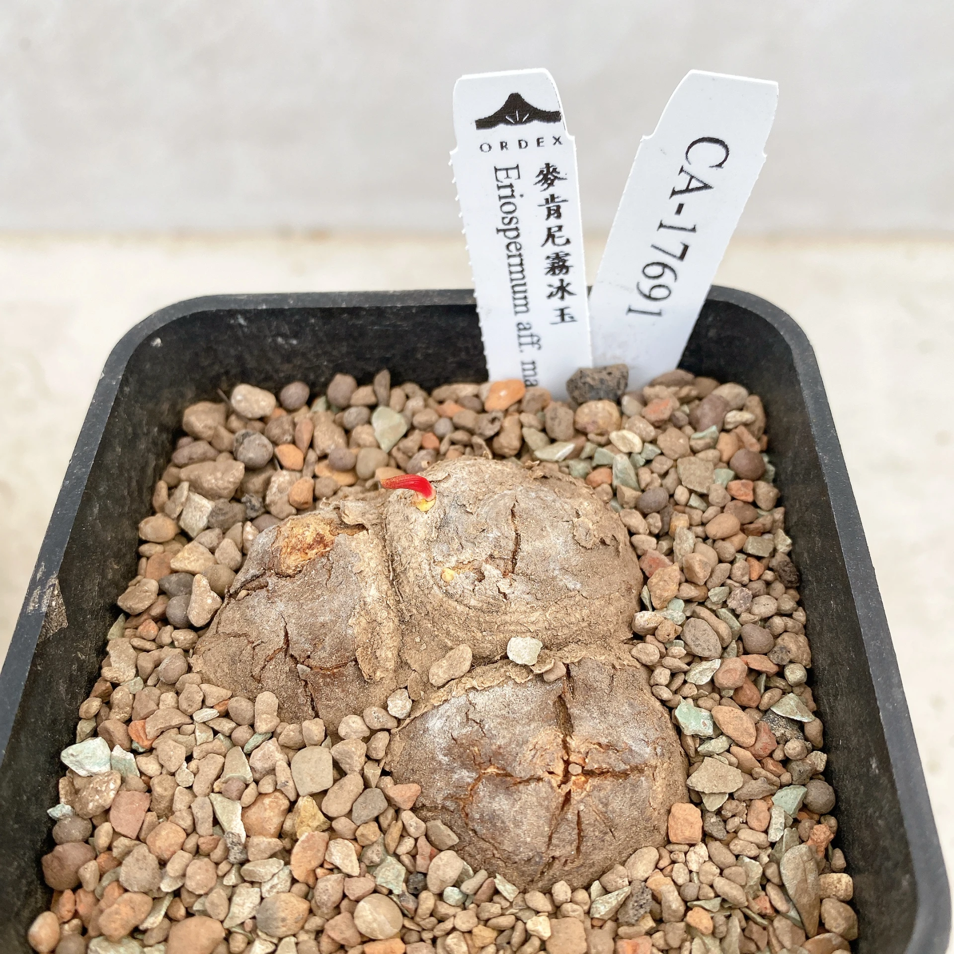 三頭麥肯尼霧冰玉 Eriospermum aff. mackenii CA-17691