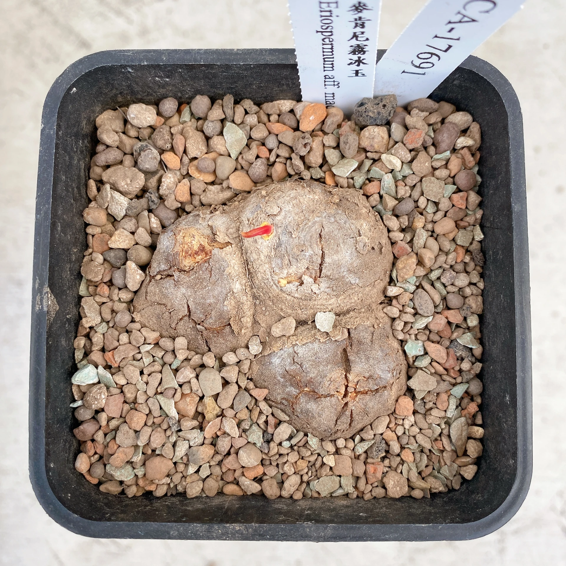 三頭麥肯尼霧冰玉 Eriospermum aff. mackenii CA-17691