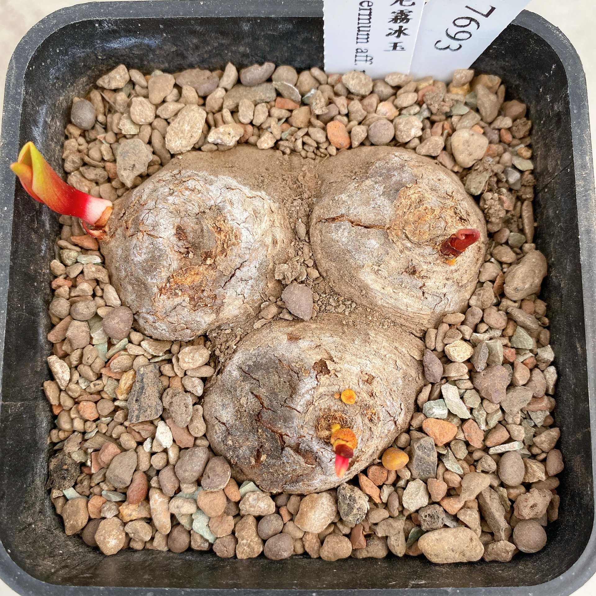 三頭麥肯尼霧冰玉 Eriospermum aff. mackenii CA-17693