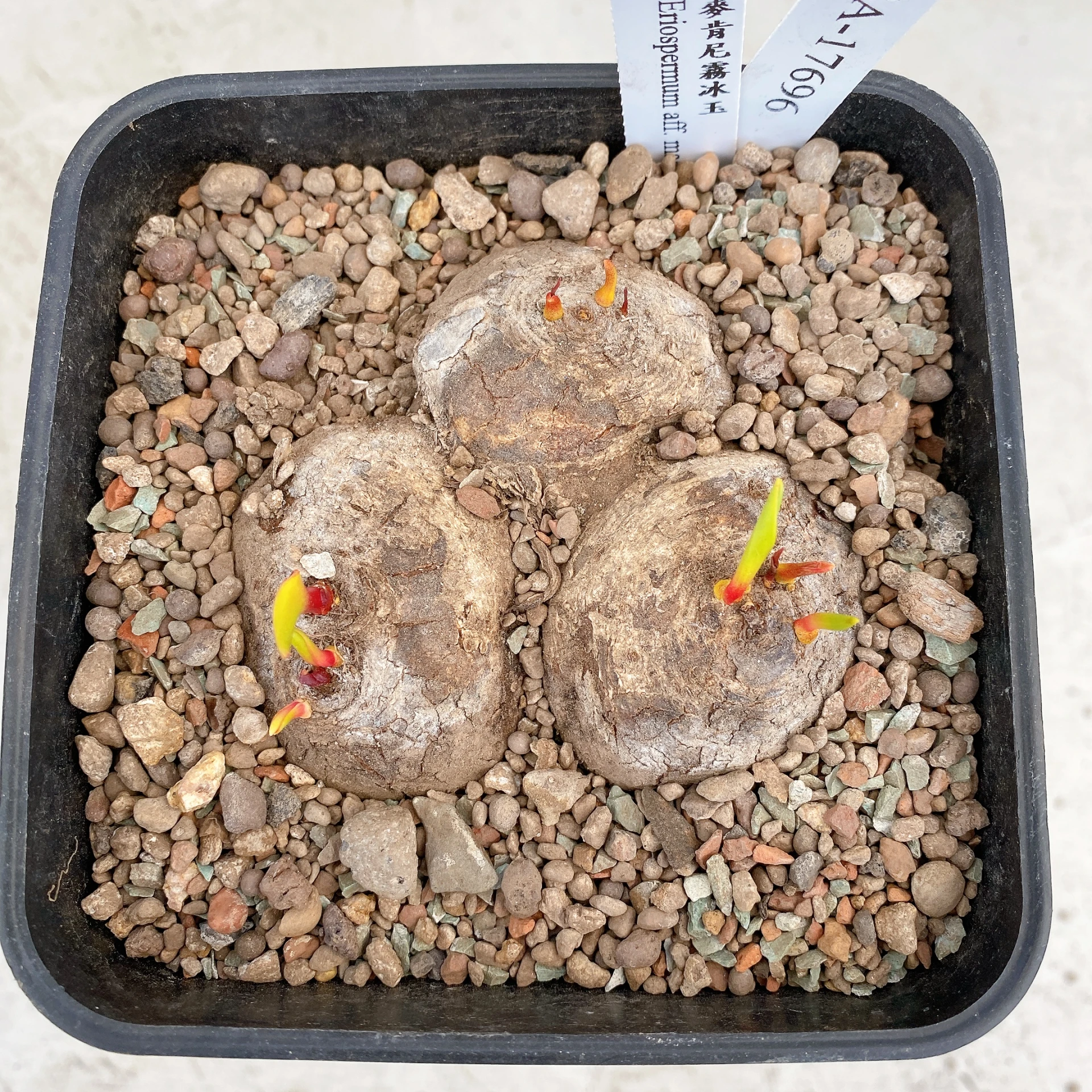 三頭麥肯尼霧冰玉 Eriospermum aff. mackenii CA-17696