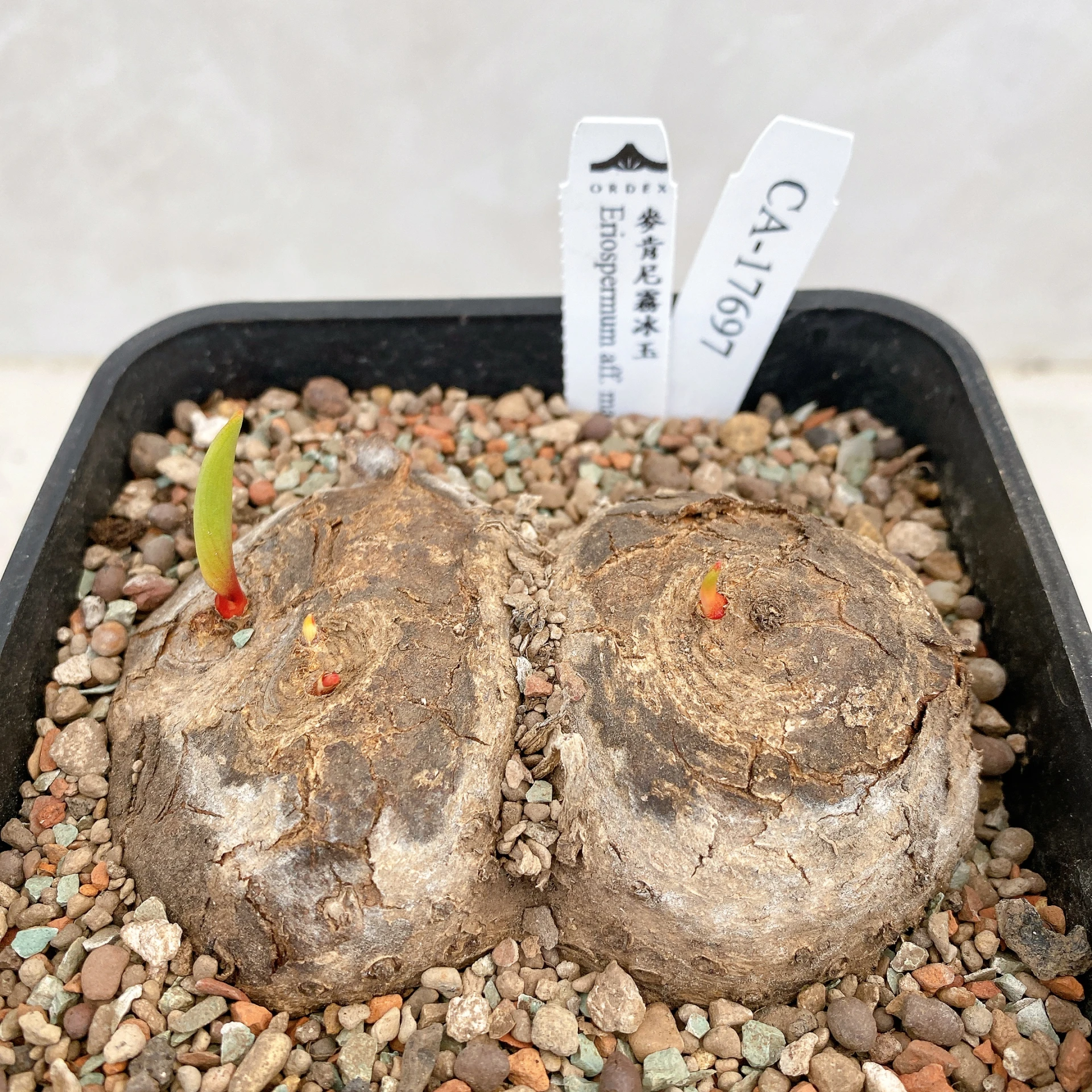 三頭麥肯尼霧冰玉 Eriospermum aff. mackenii CA-17697
