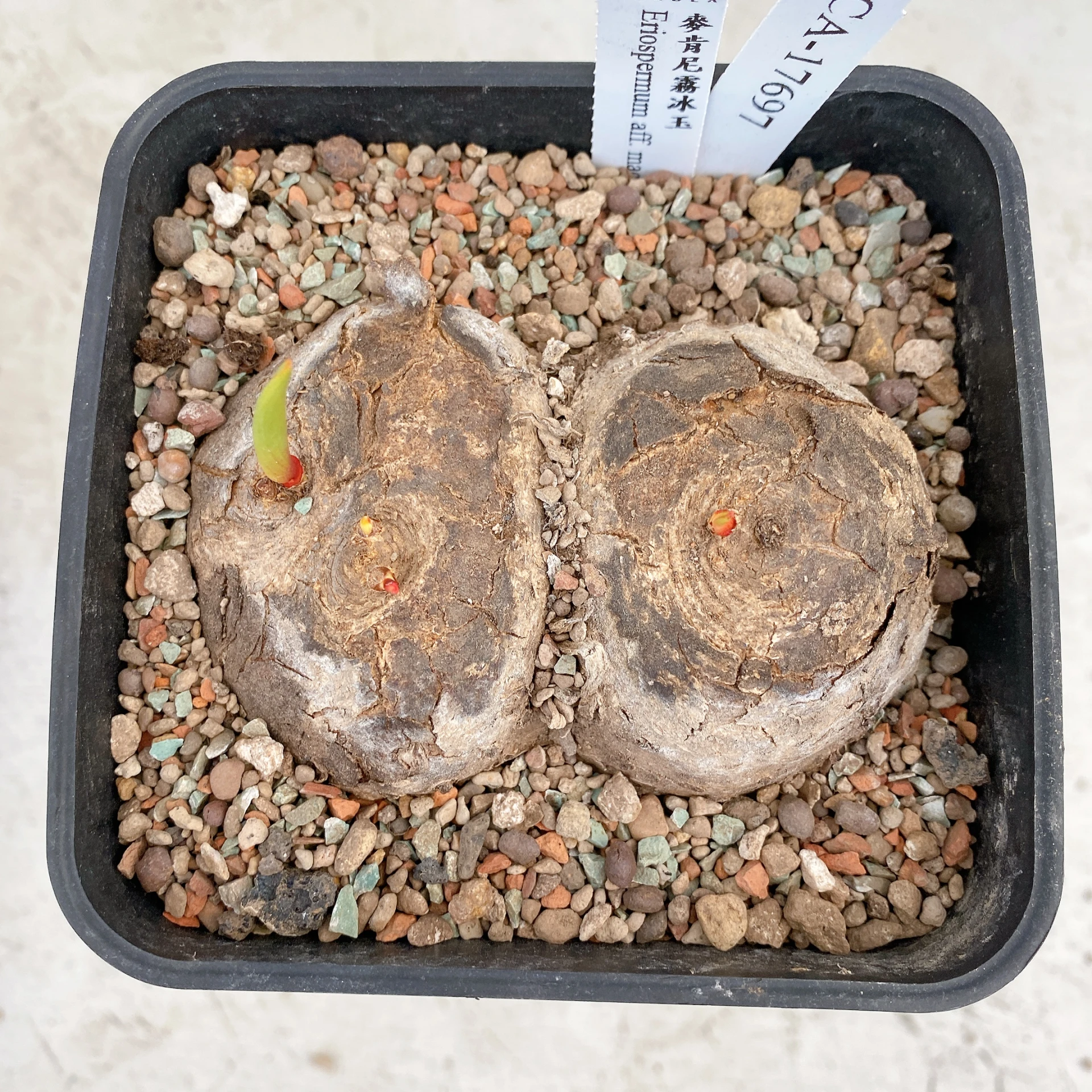 三頭麥肯尼霧冰玉 Eriospermum aff. mackenii CA-17697