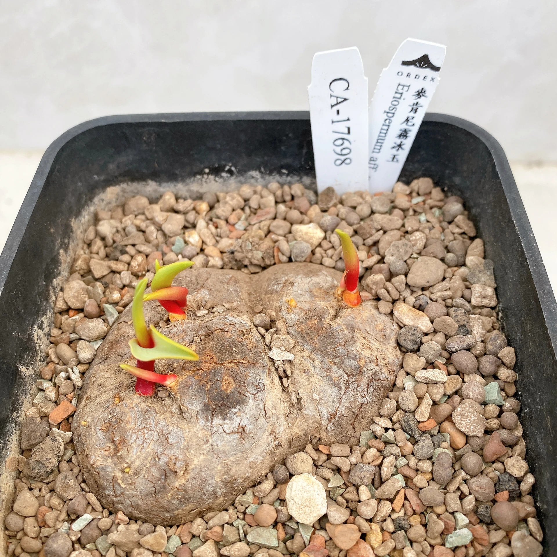 三頭麥肯尼霧冰玉 Eriospermum aff. mackenii CA-17698